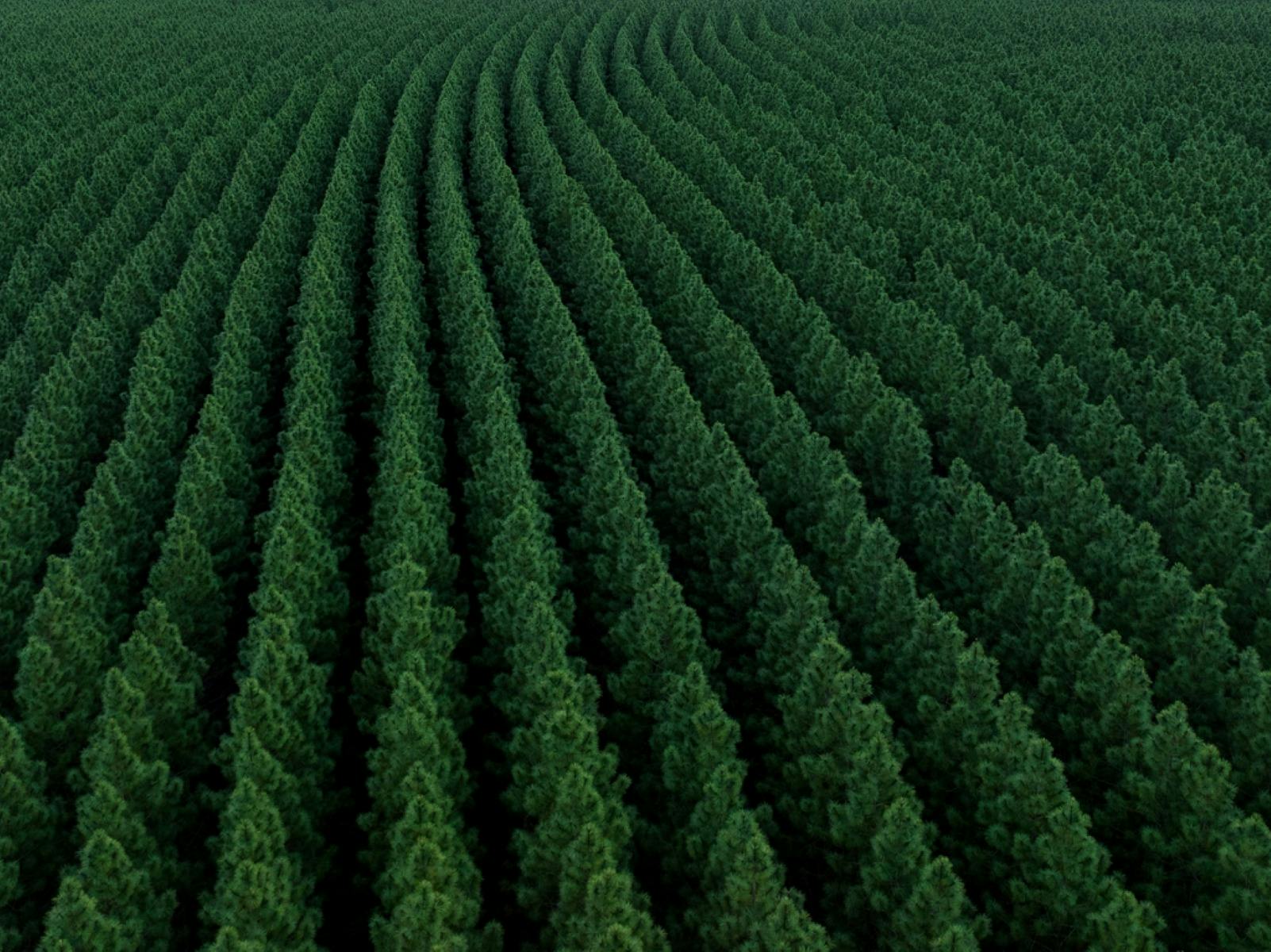 Toolara State Forest