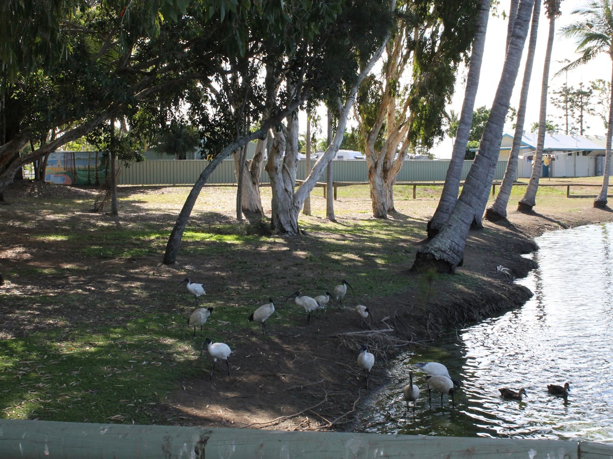 Moore Park Wetlands