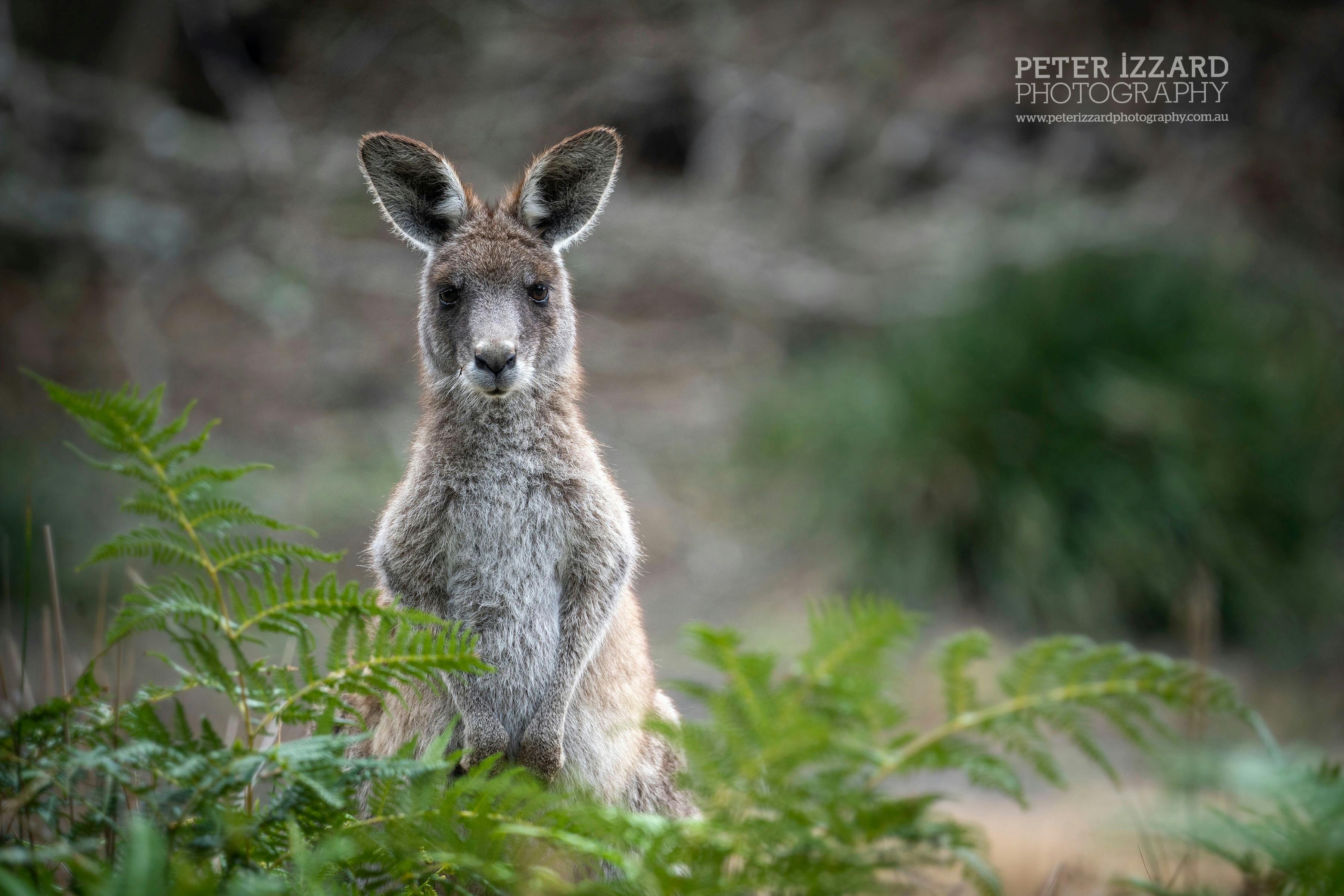 south coast erowal bay