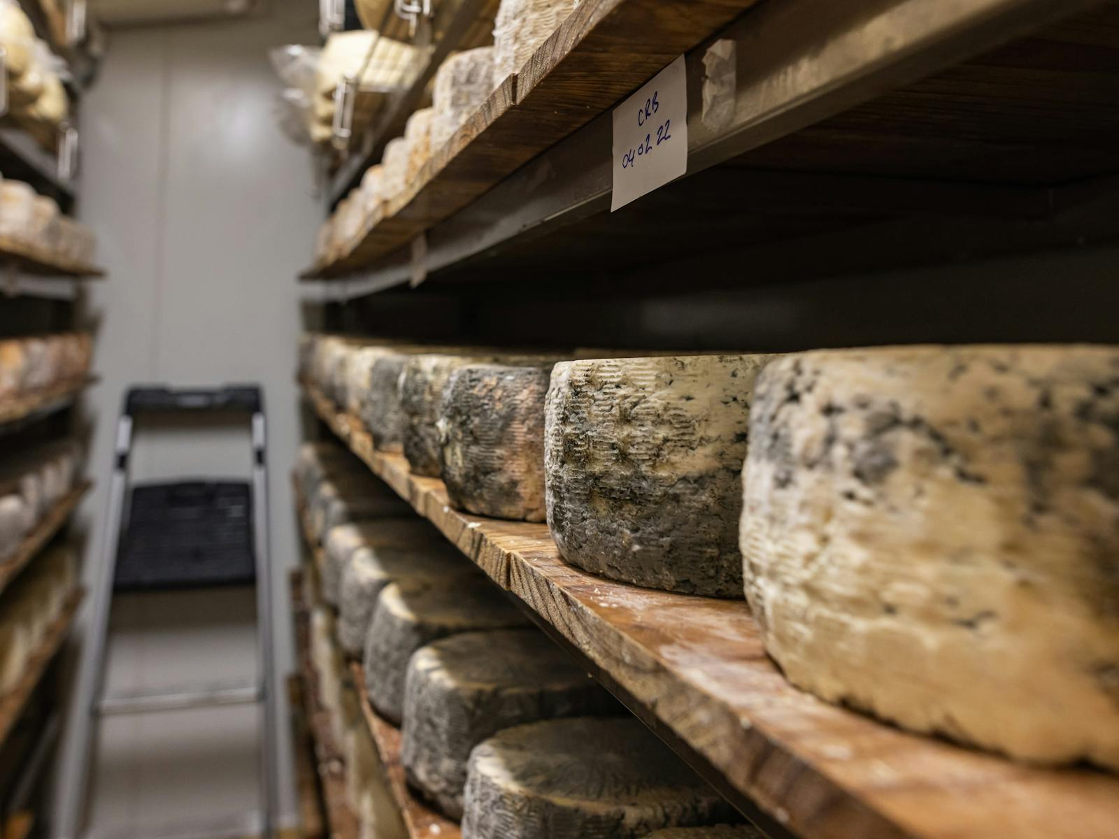 Cheese maturing on shelves