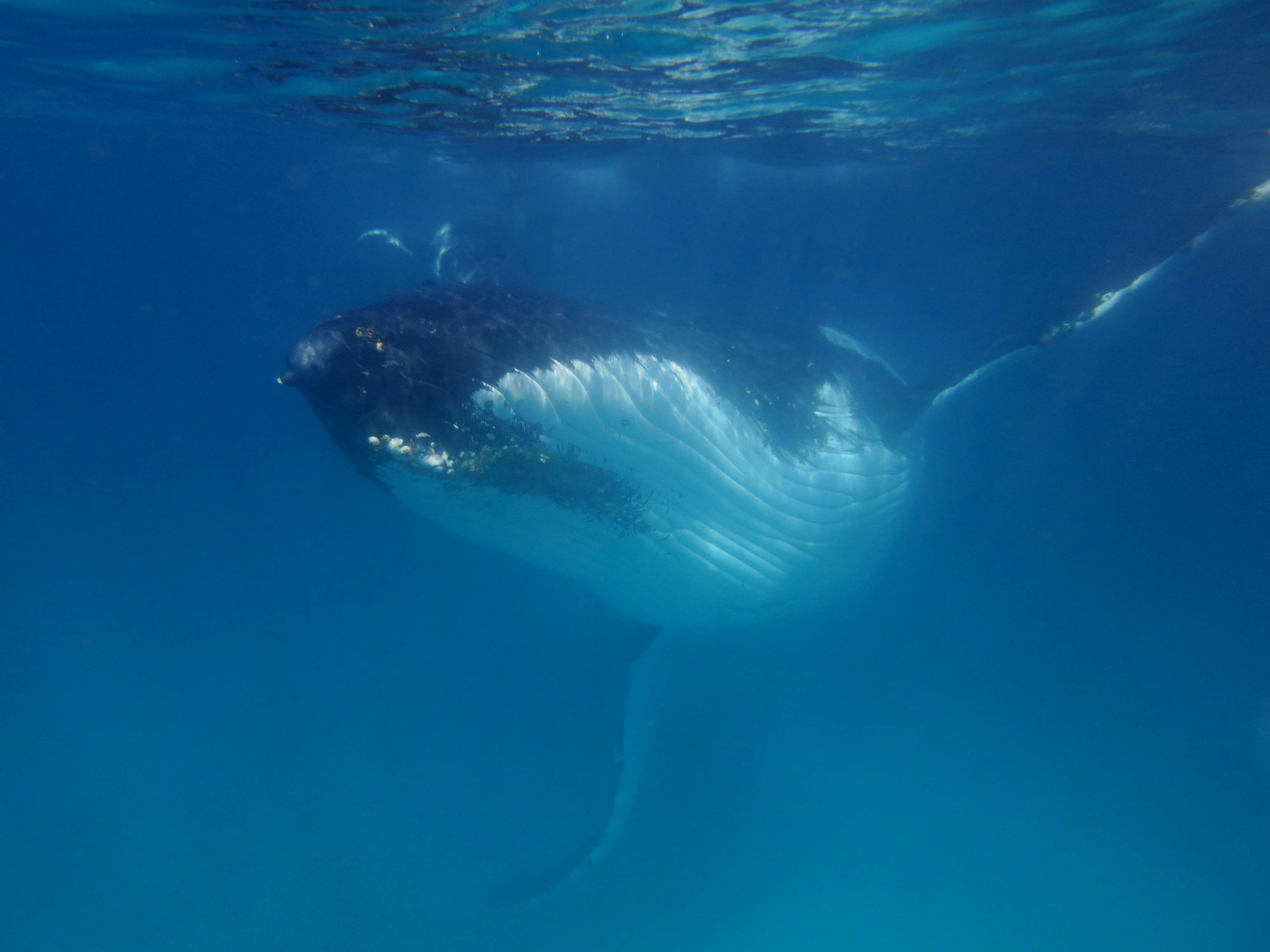 Exmouth Dive and Whalesharks Ningaloo, Exmouth, Western Australia
