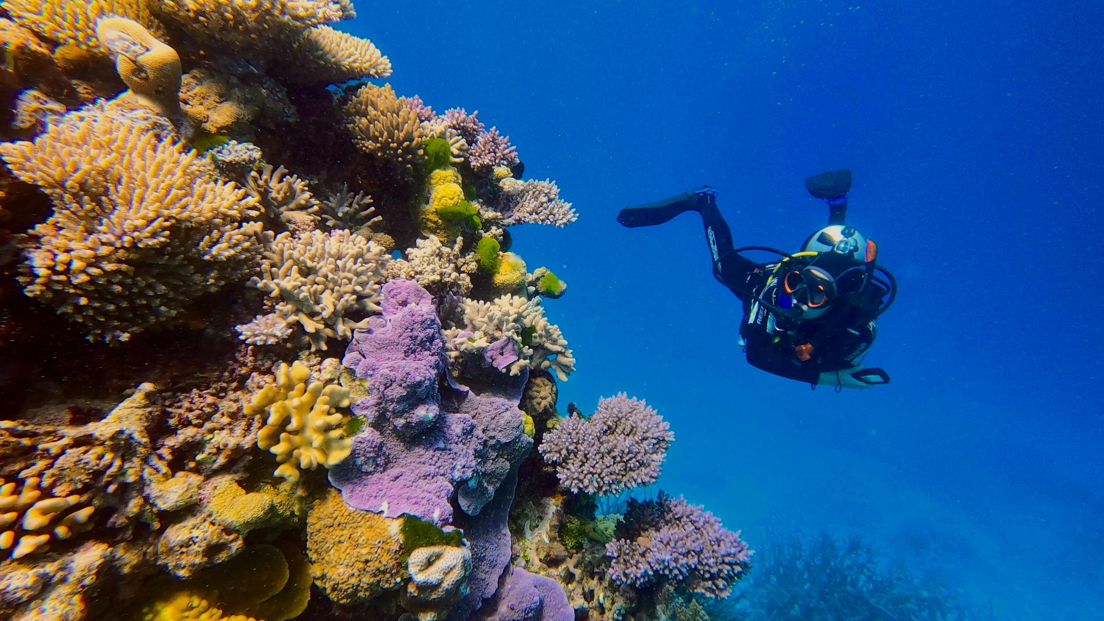 Sapphire Coast Scuba