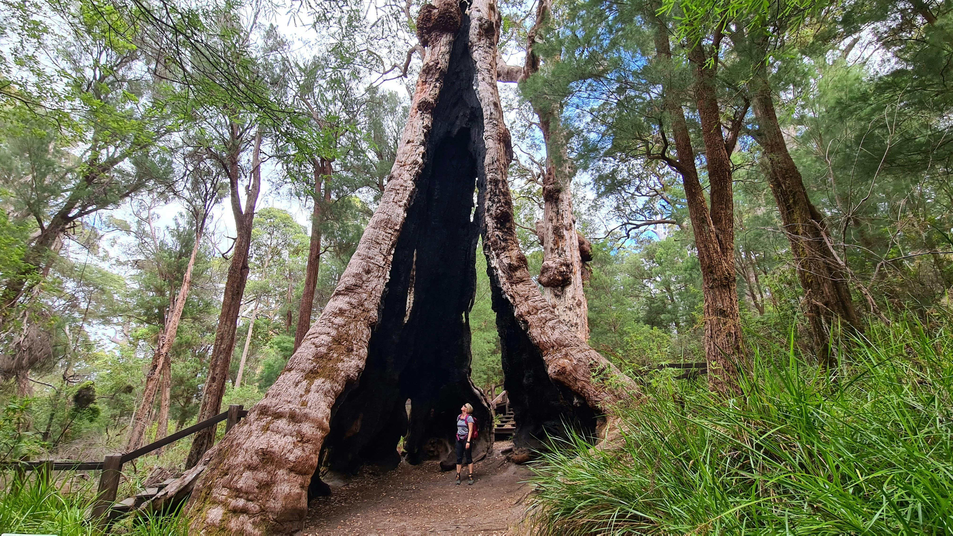 Person standing in the middle of a very large hollow upright tree trunk in the forest