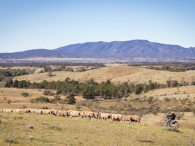 Outback farmstay experiences in the Flinders Ranges