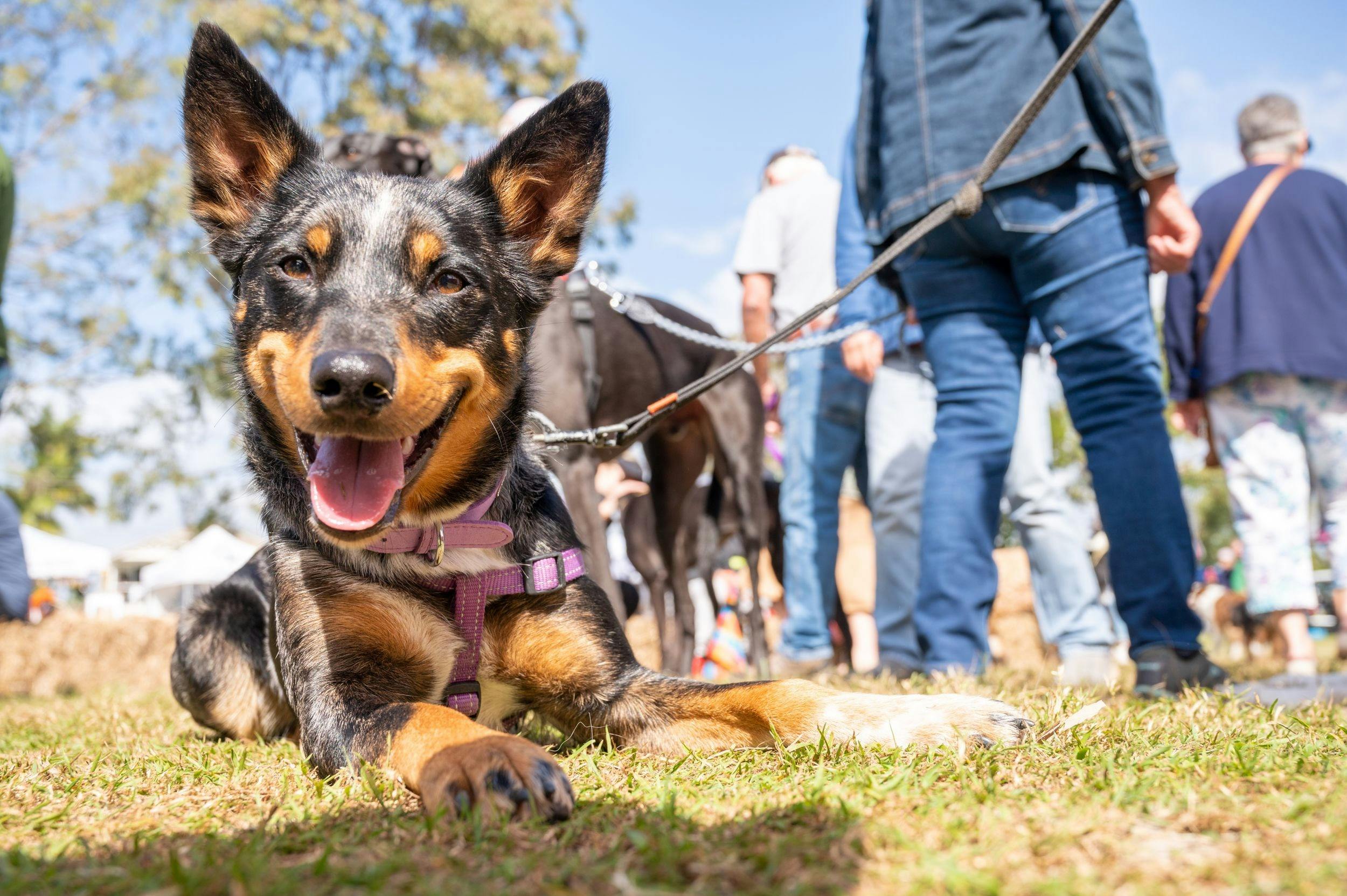 A Dog's Life Pet Expo