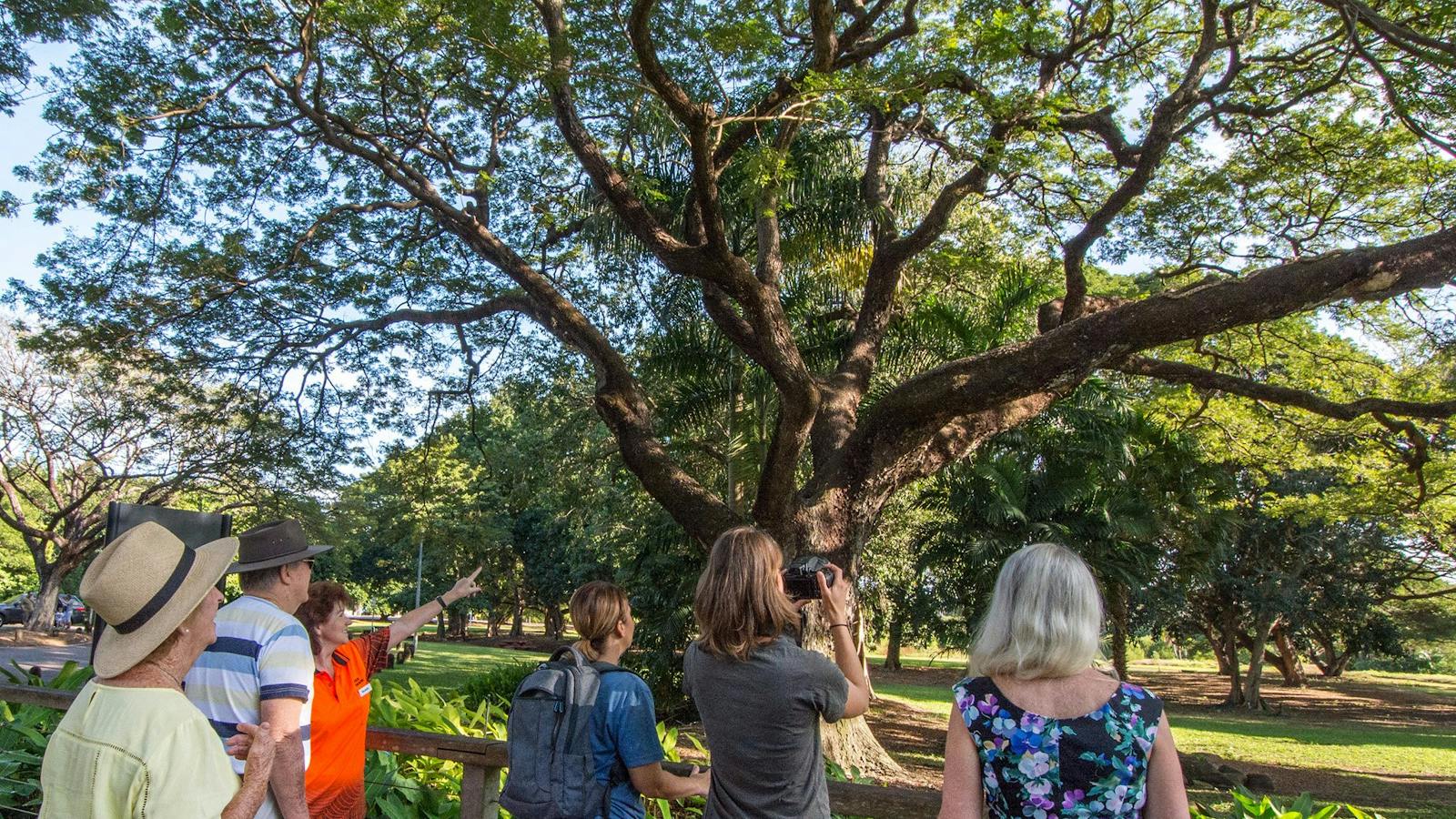 Guide pointing to something in a tree