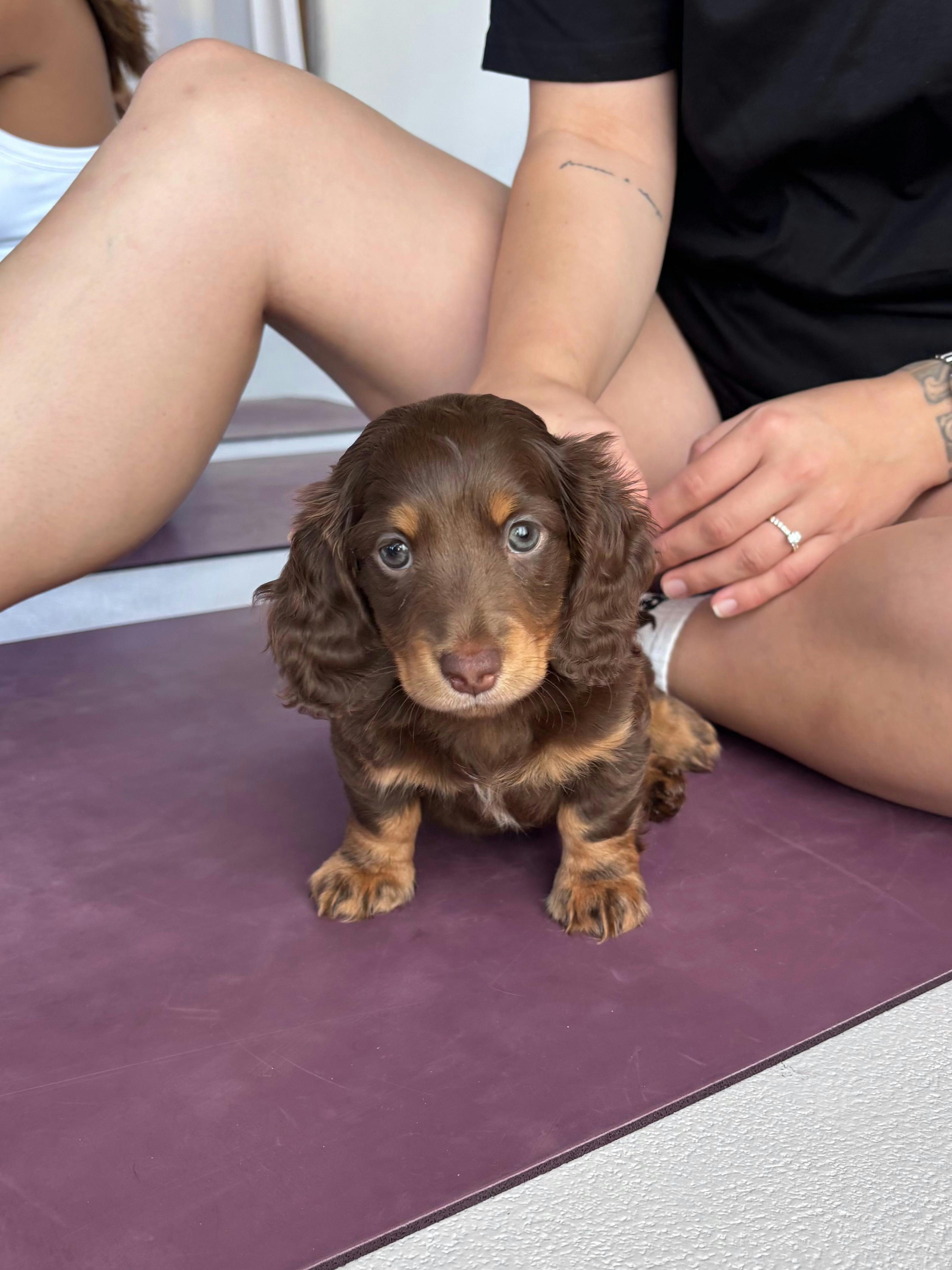 Puppy Yoga Gold Coast - Yoga Paws