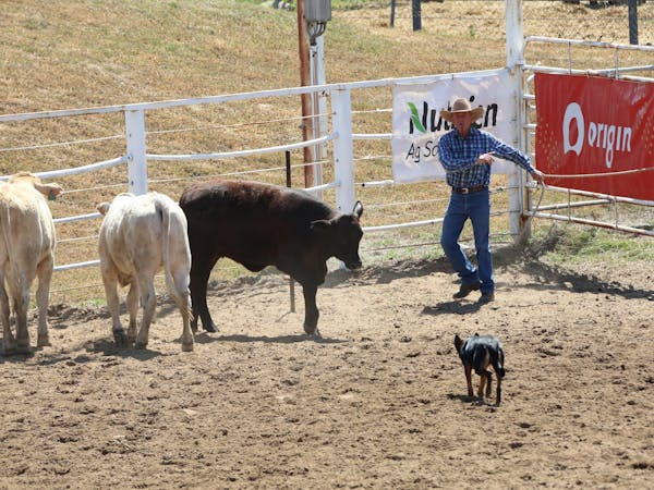 Injune Cattle Dog Trial