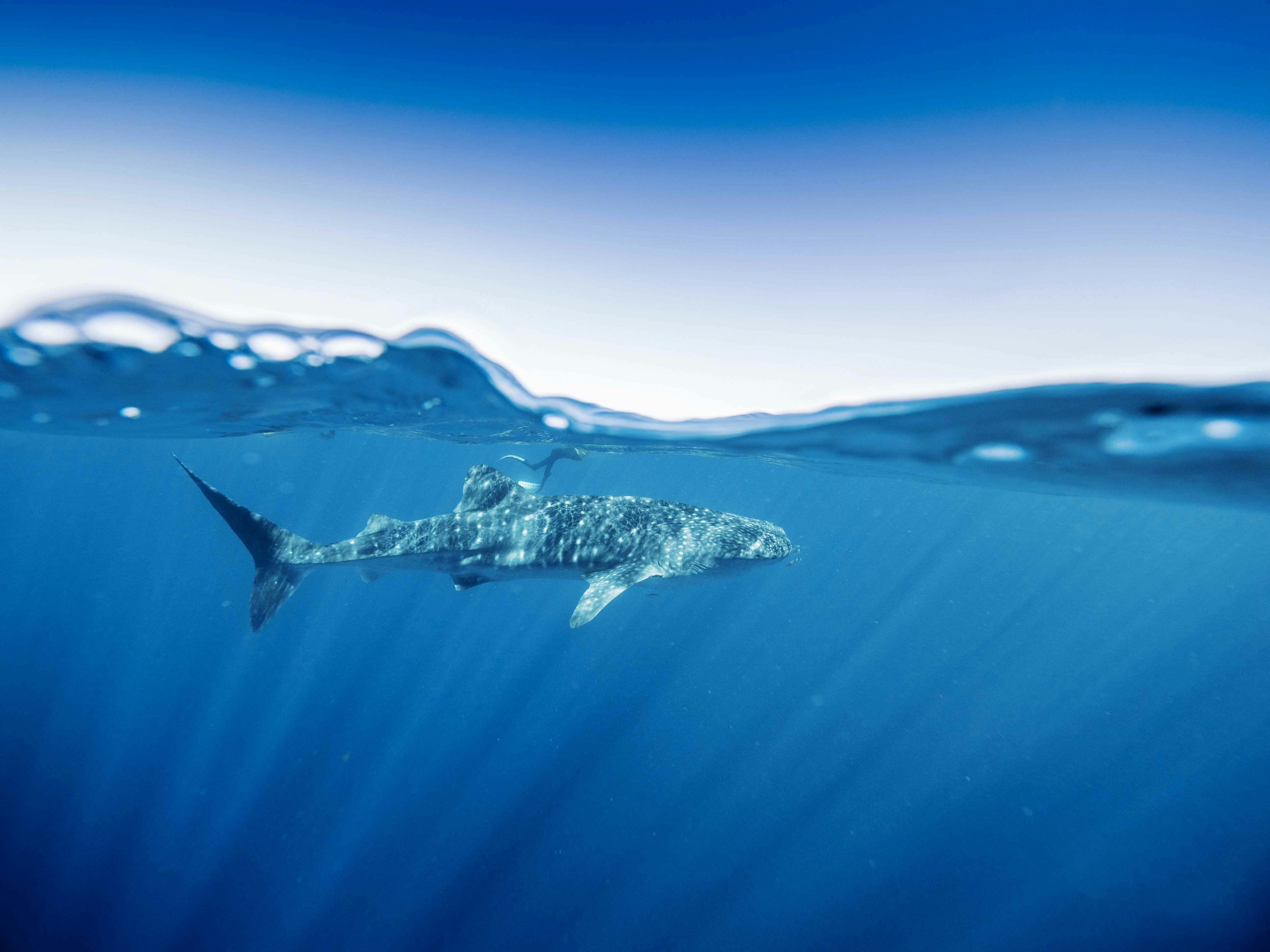 A whale shark cruises along in turquoise water