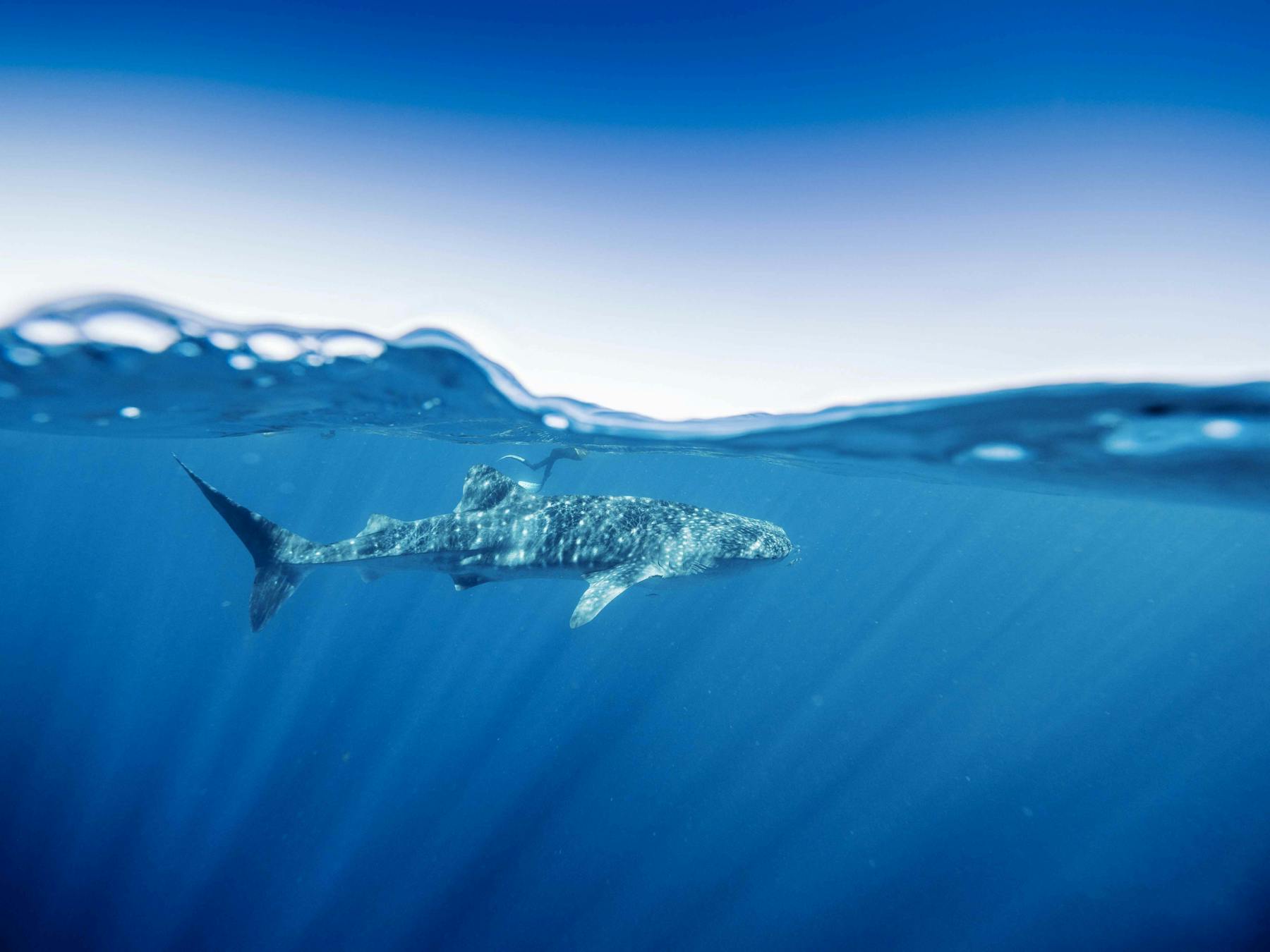 A whale shark cruises along in turquoise water