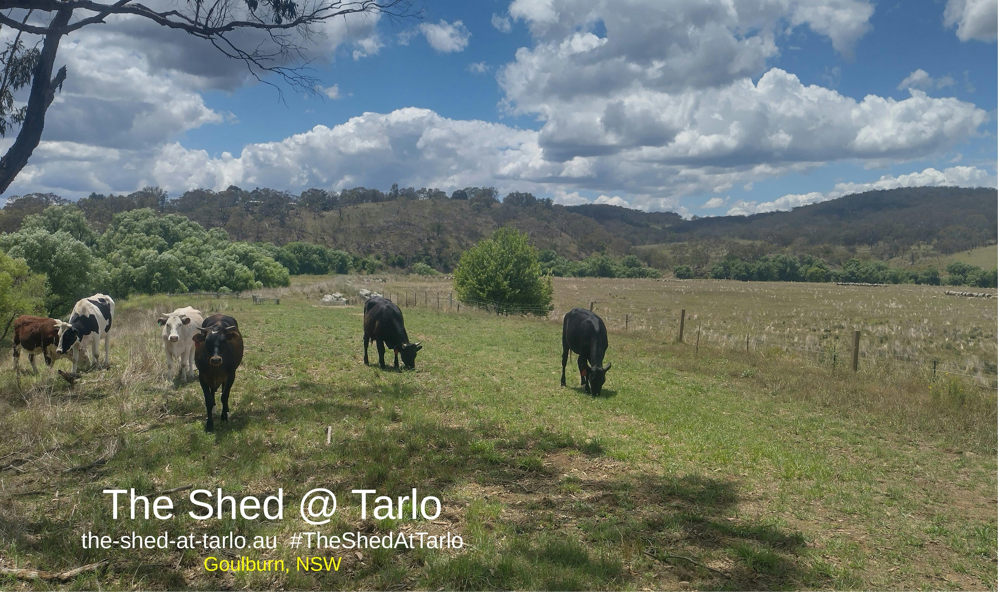 The cows doing their thing