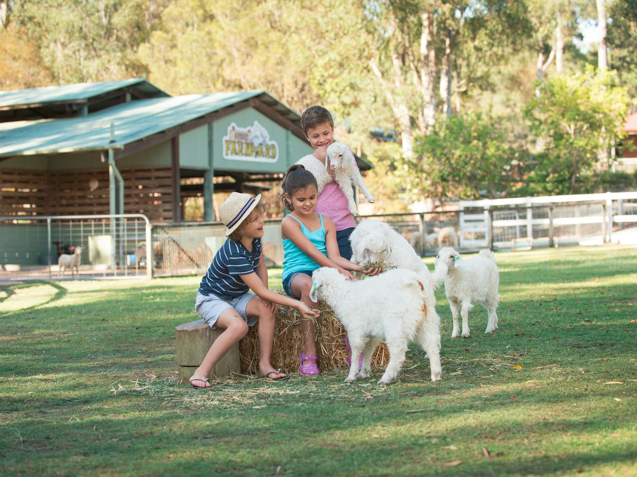 Paradise Country Goats