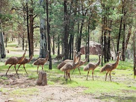 Moolooloo Emus