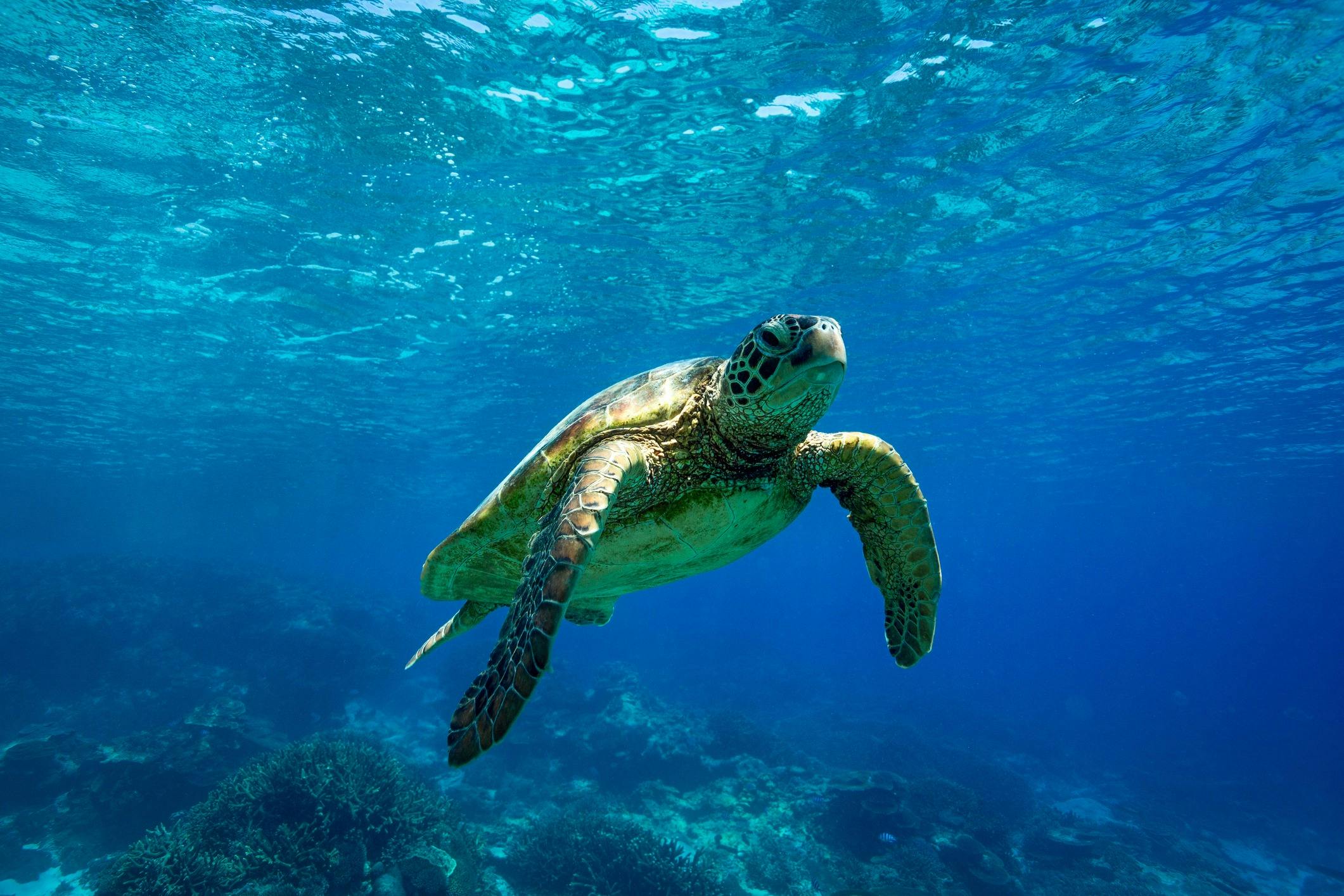 Mooloolaba Turtle Adventure