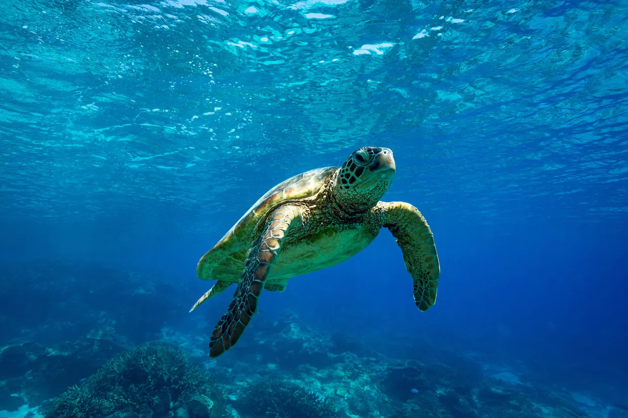 Mooloolaba Turtle Adventure