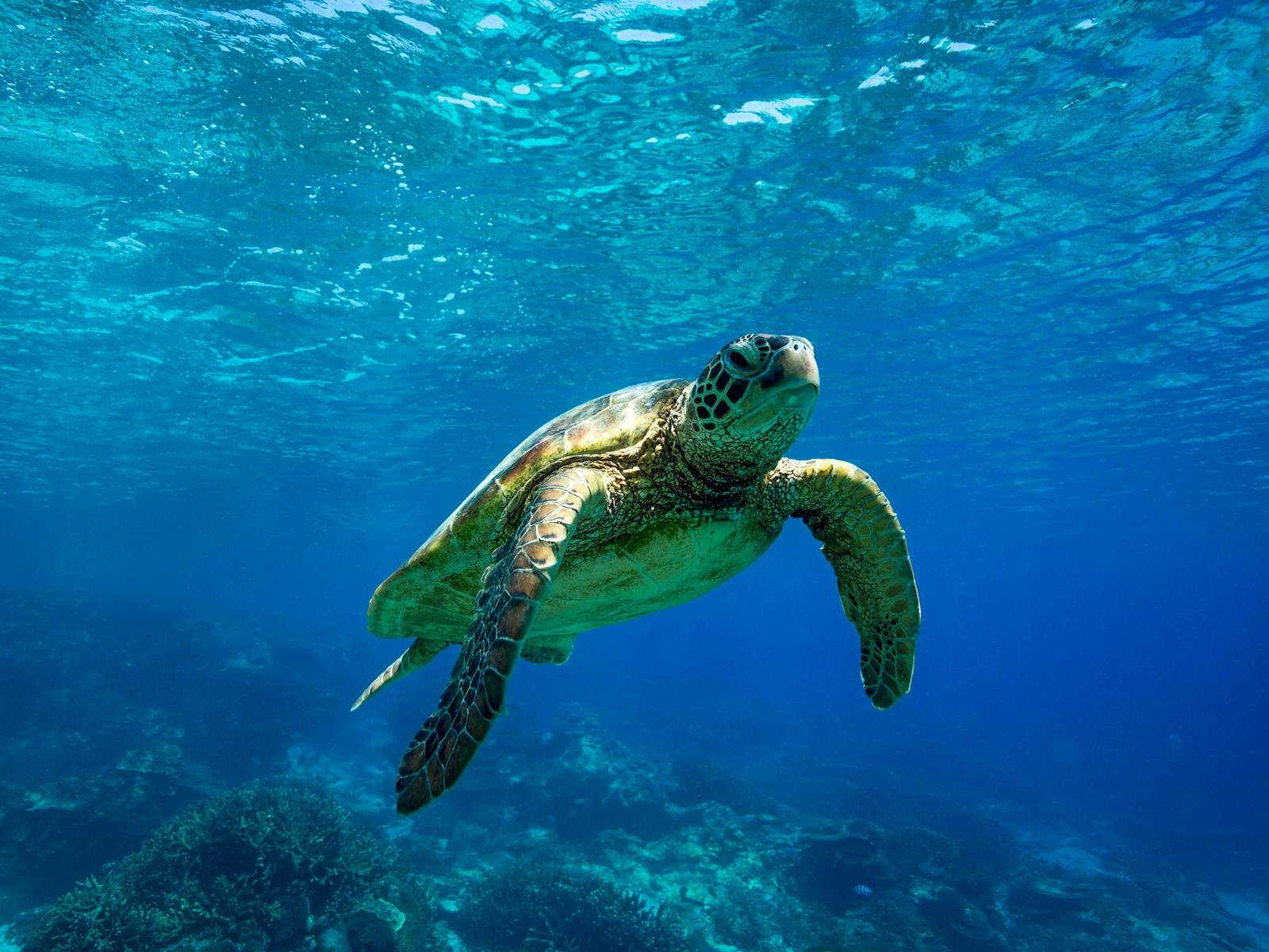 Adventure Rafting Turtle Tour Adventure Rafting Turtle Tour