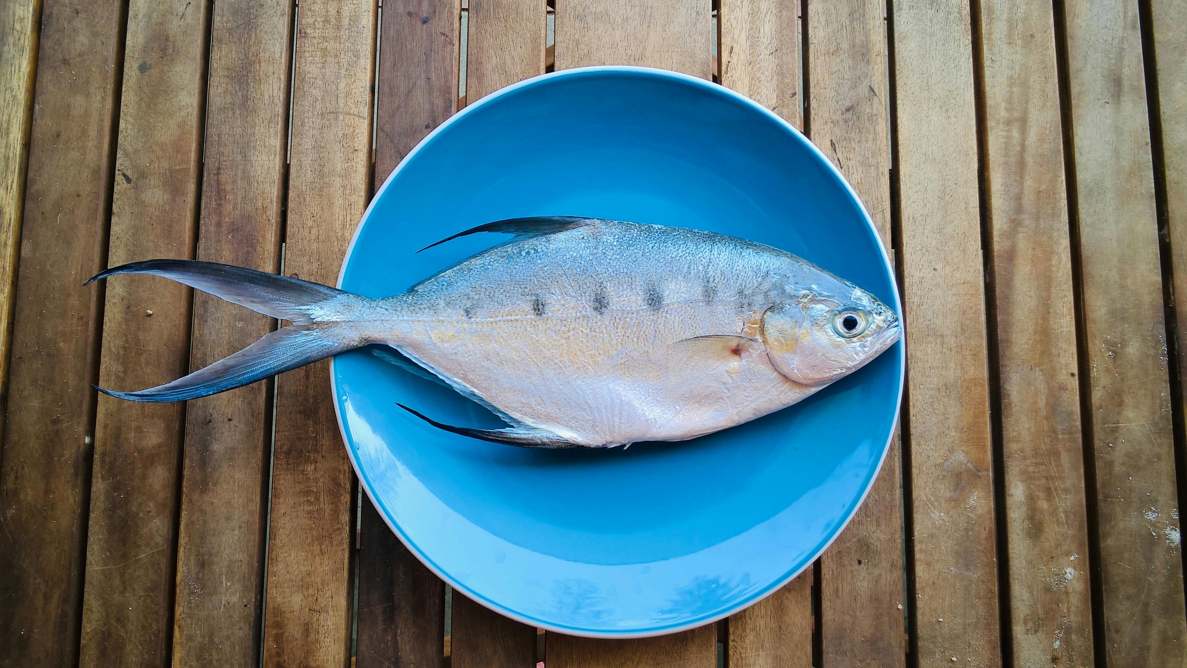 해변 낚시 저녁 식사용 생선 어부의 즐거움