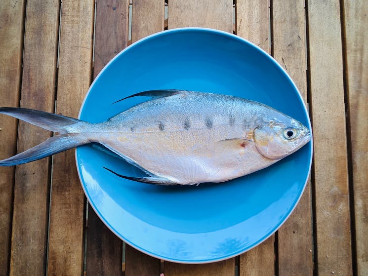 beach fishing fish for dinner Fishermans delight