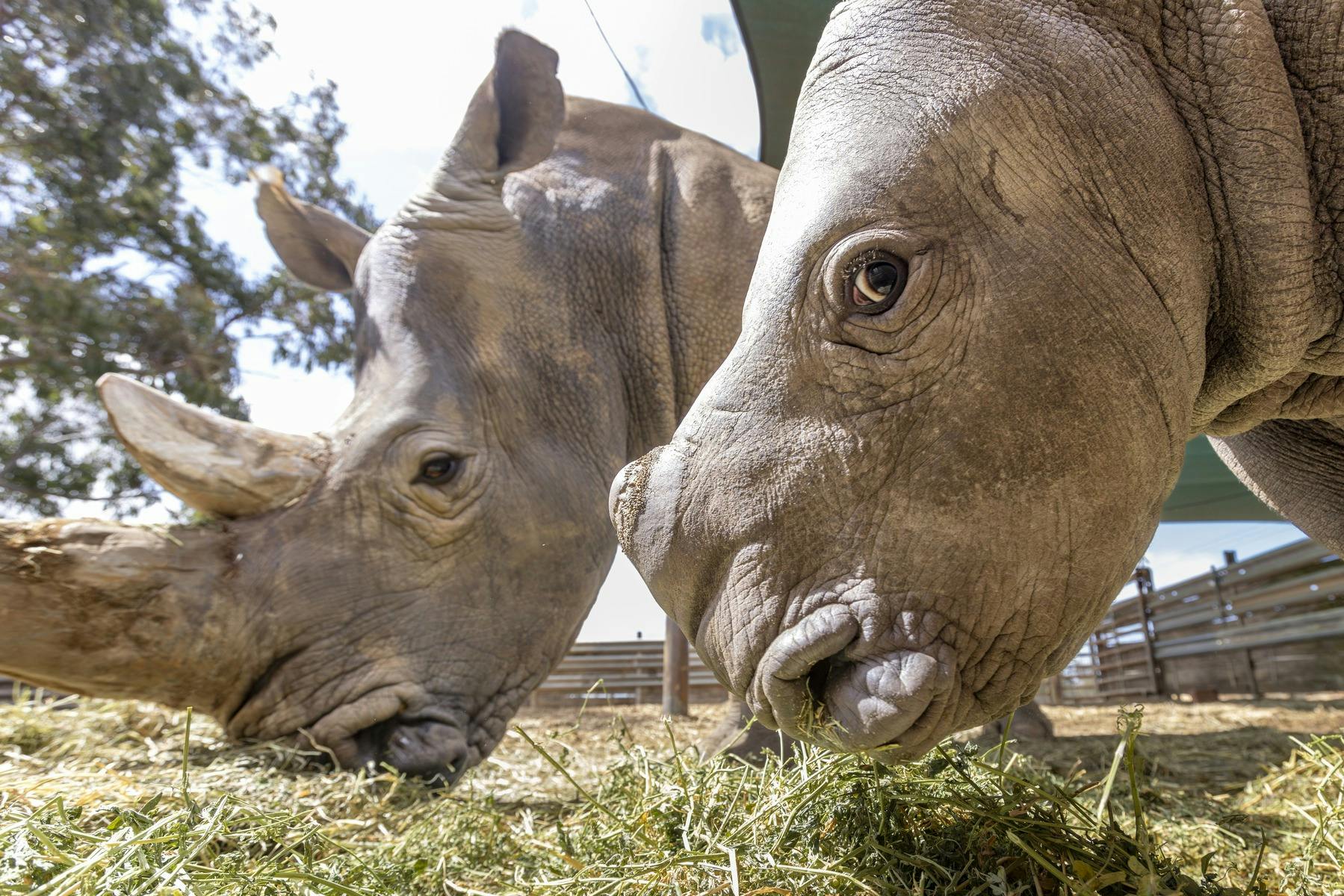 Raising Rhinos Experience at Werribee Open Range Zoo