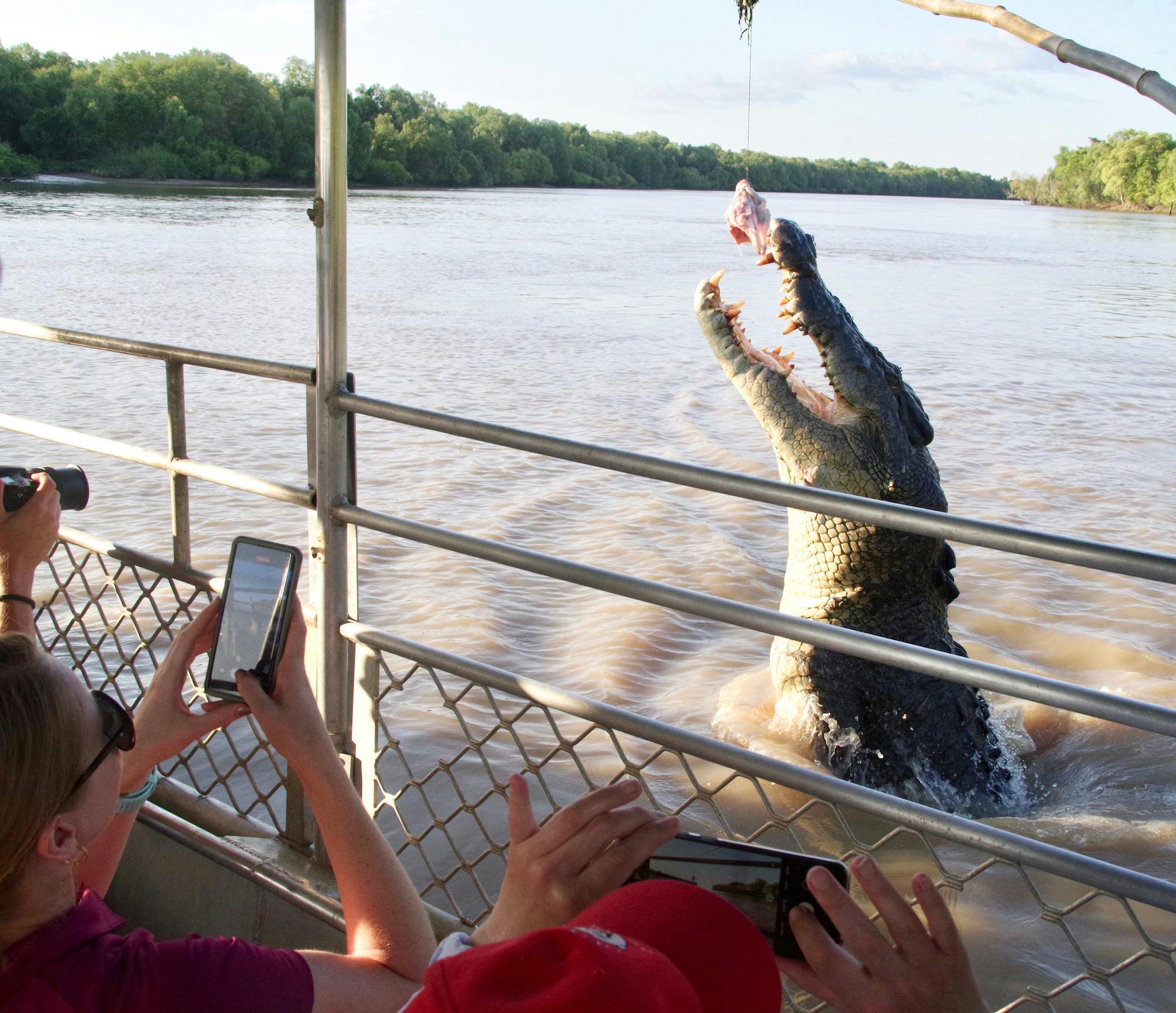 Croc Spot Tours - Jumping Crocodile Encounters.
