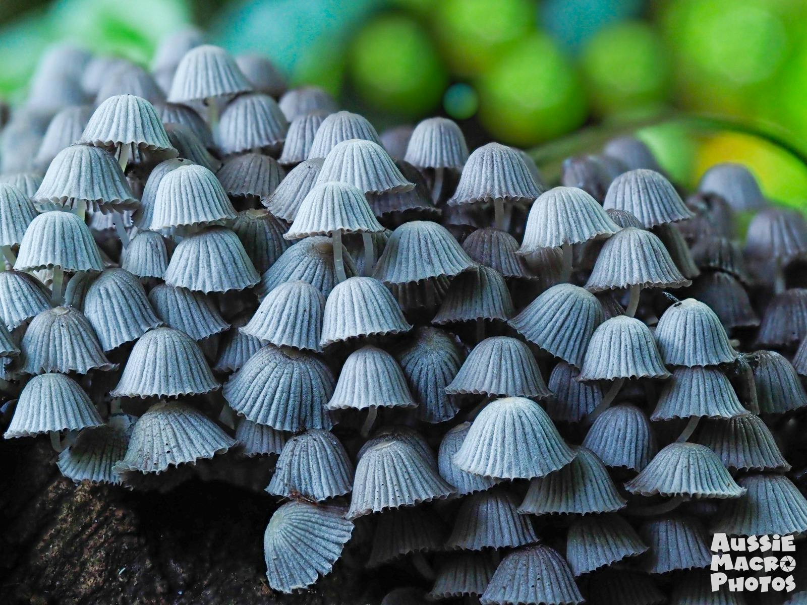 Fairy Inkcaps