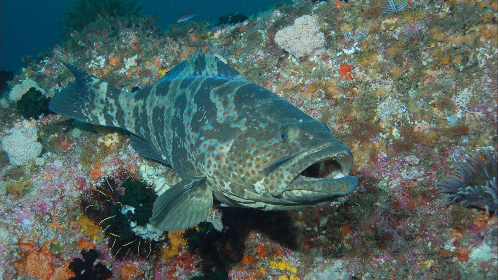 Boat Rock Dive Site