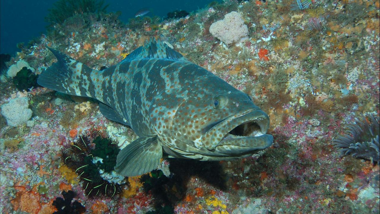 Boat Rock Dive Site