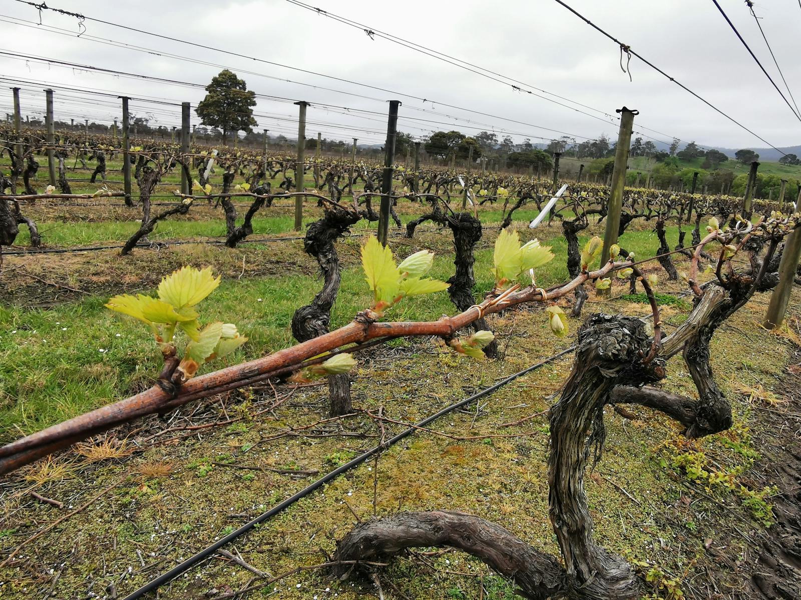 The image shows the first shoots on grapevines, with a cloudy sky behind.