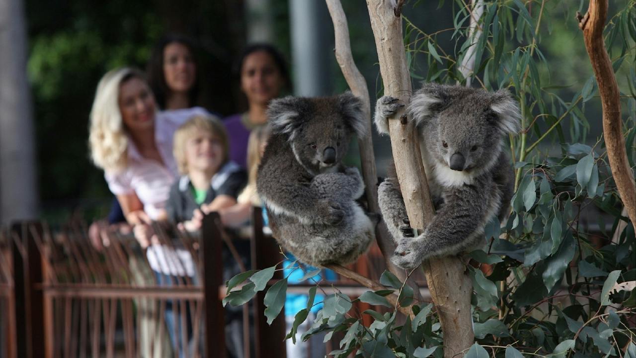 Koala