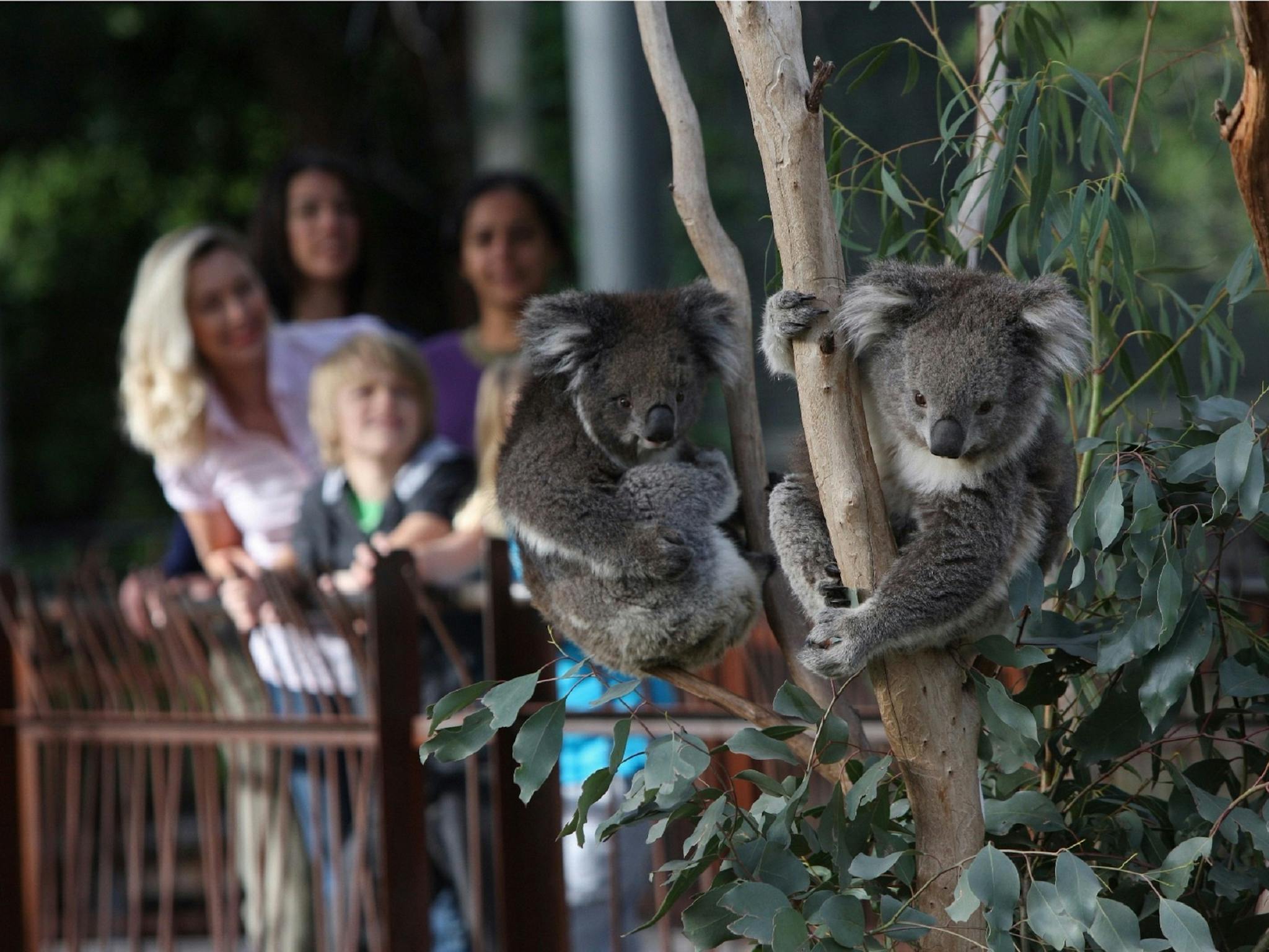 melbourne zoo melbourne big4 holiday park melbourne zoo melbourne big4 holiday park