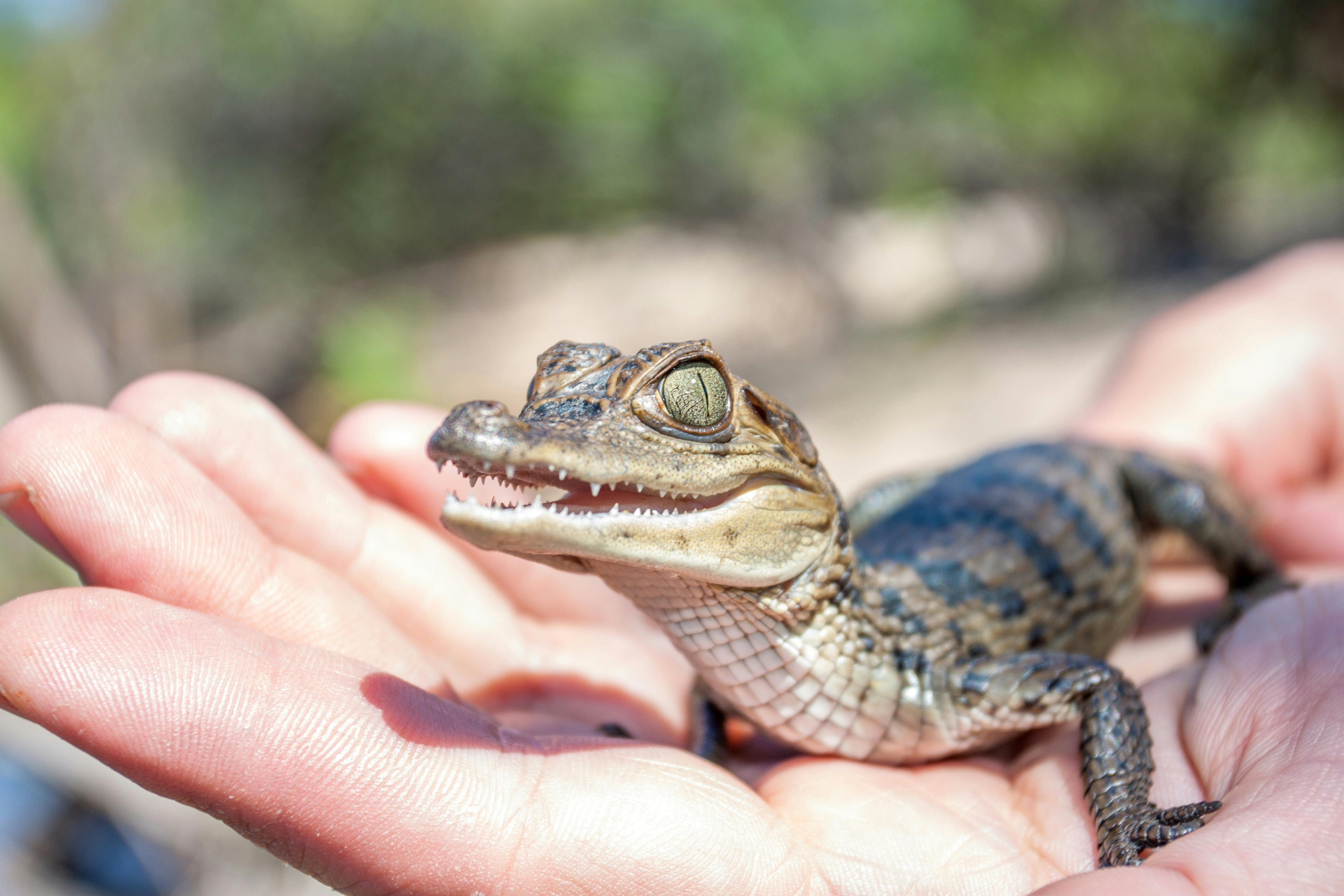 Port Stephens Crocodile Encounters