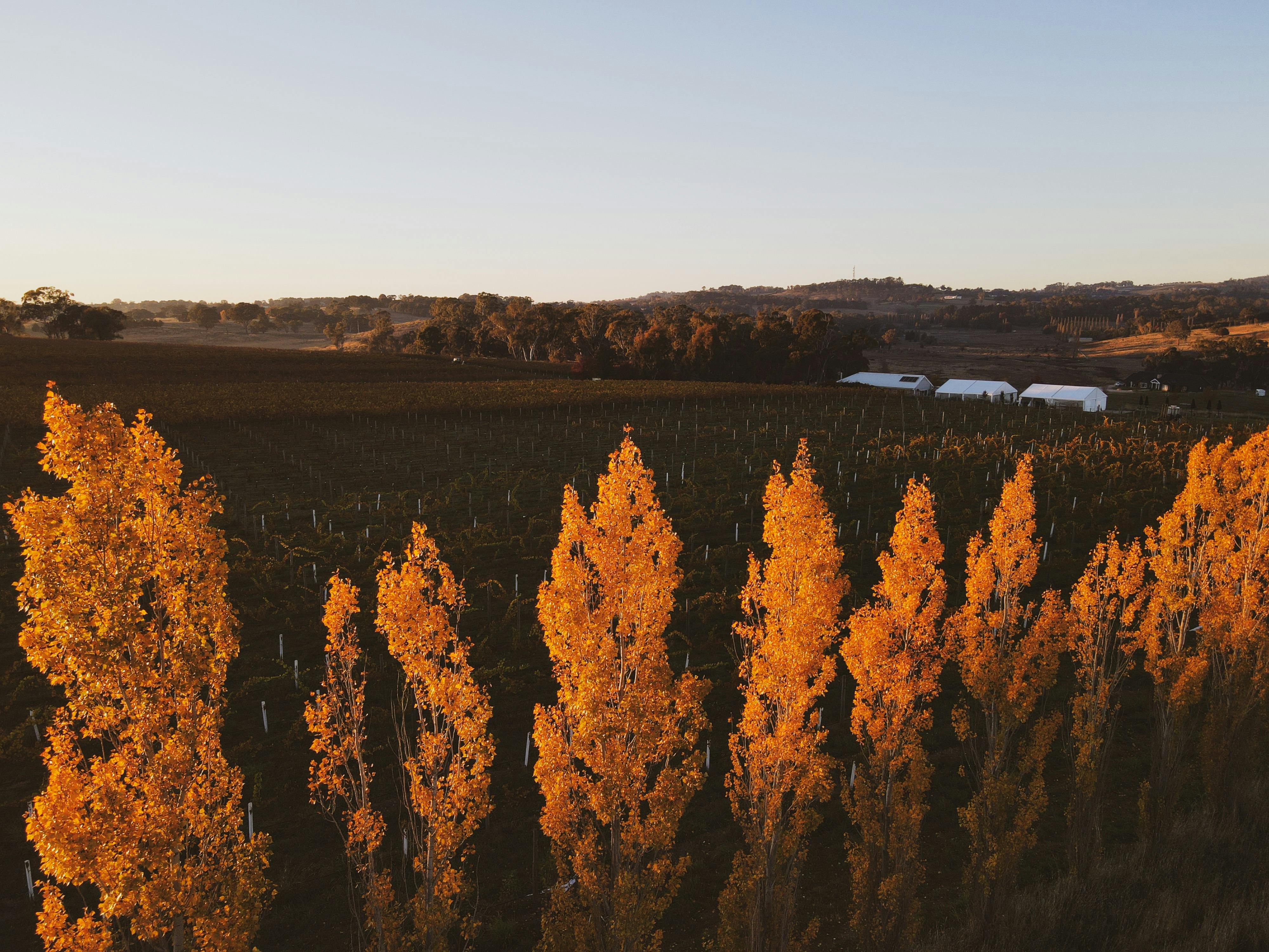 Autumn trees Swinging Bridge Hill Park vineyard aerial
