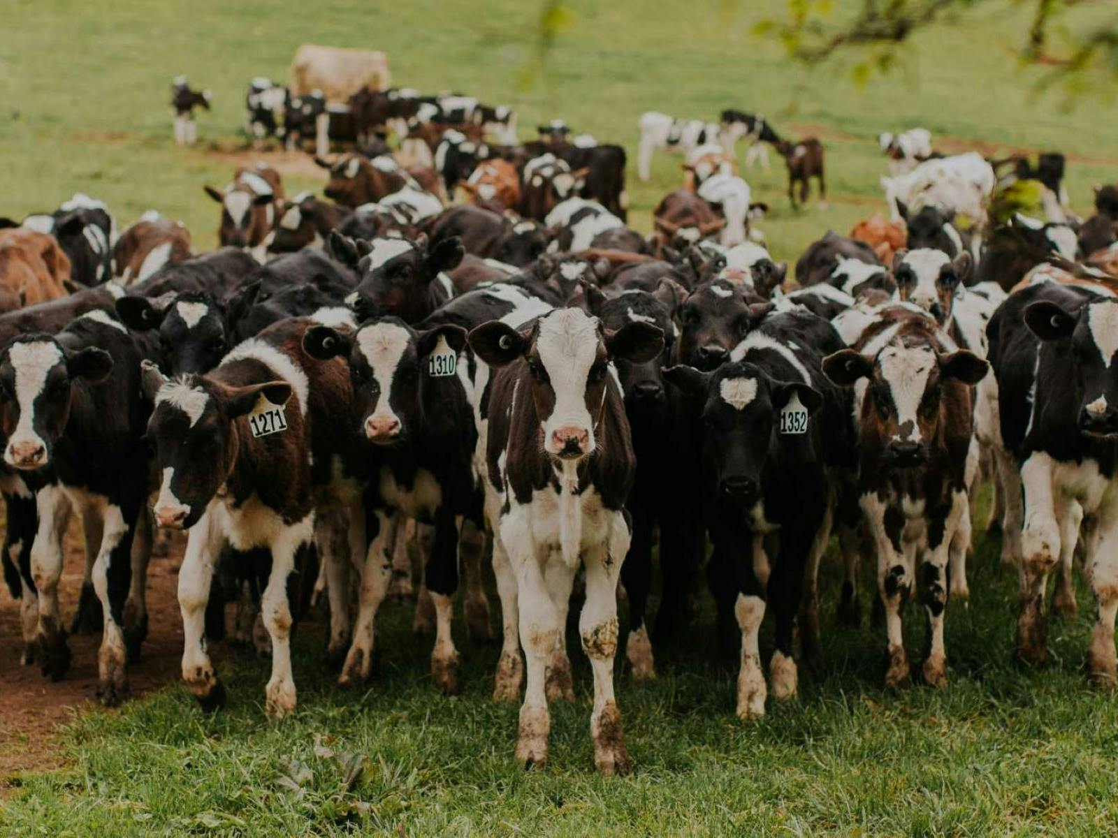Herd of cattle