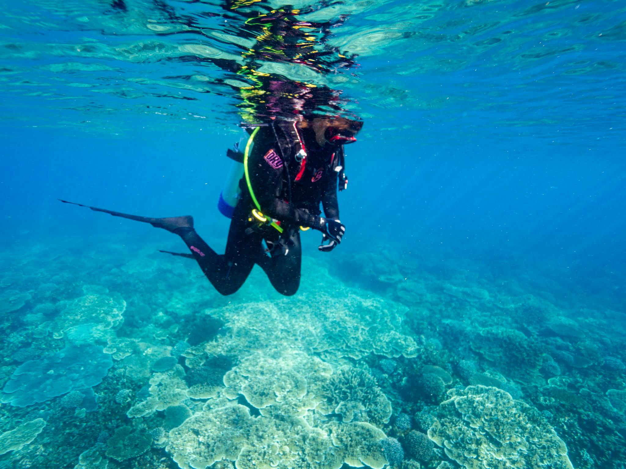Clear Water Diver Clear Water Diver
