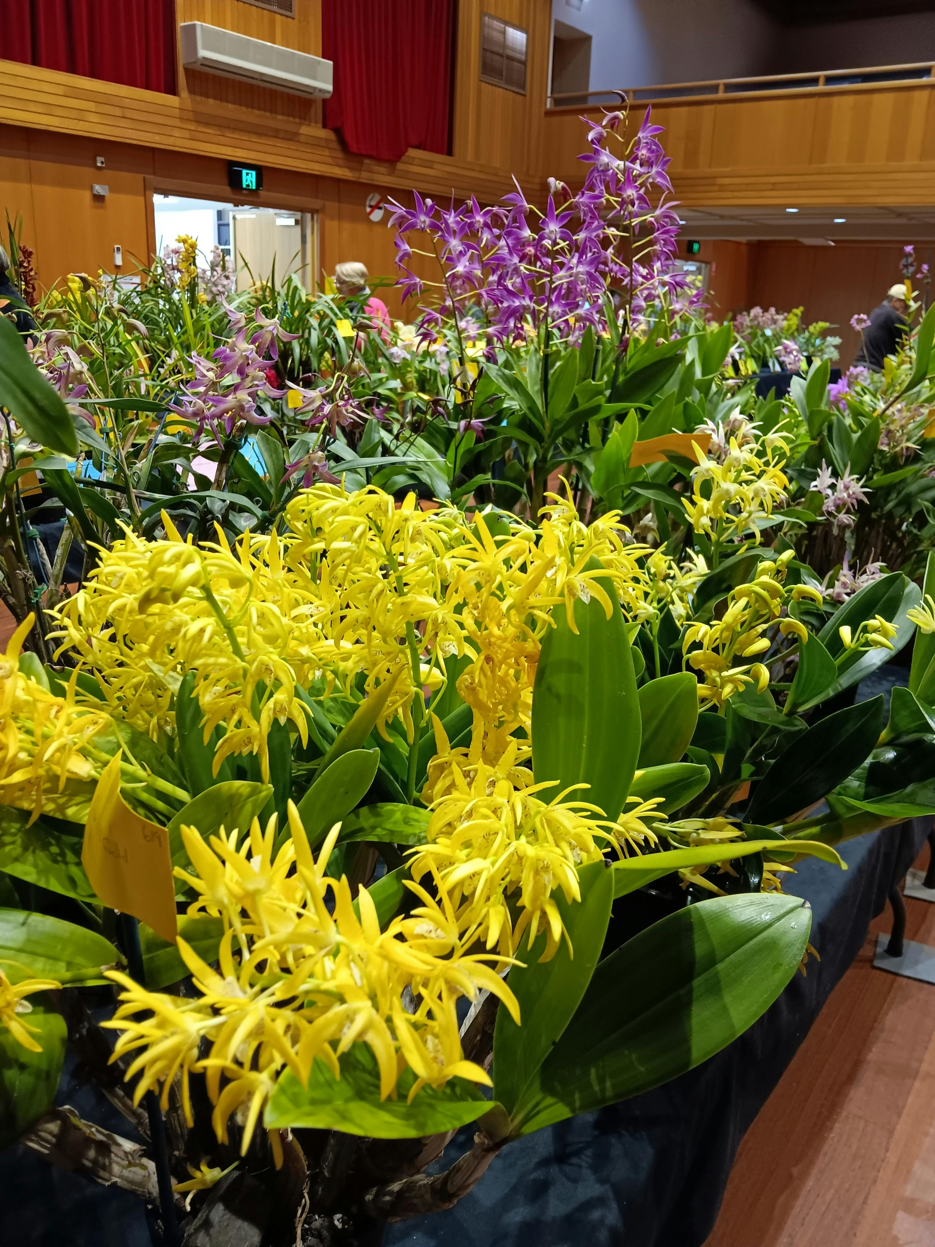 Annual Orchid Spectacular