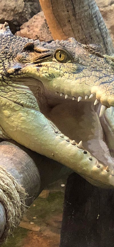 salt water crocodile