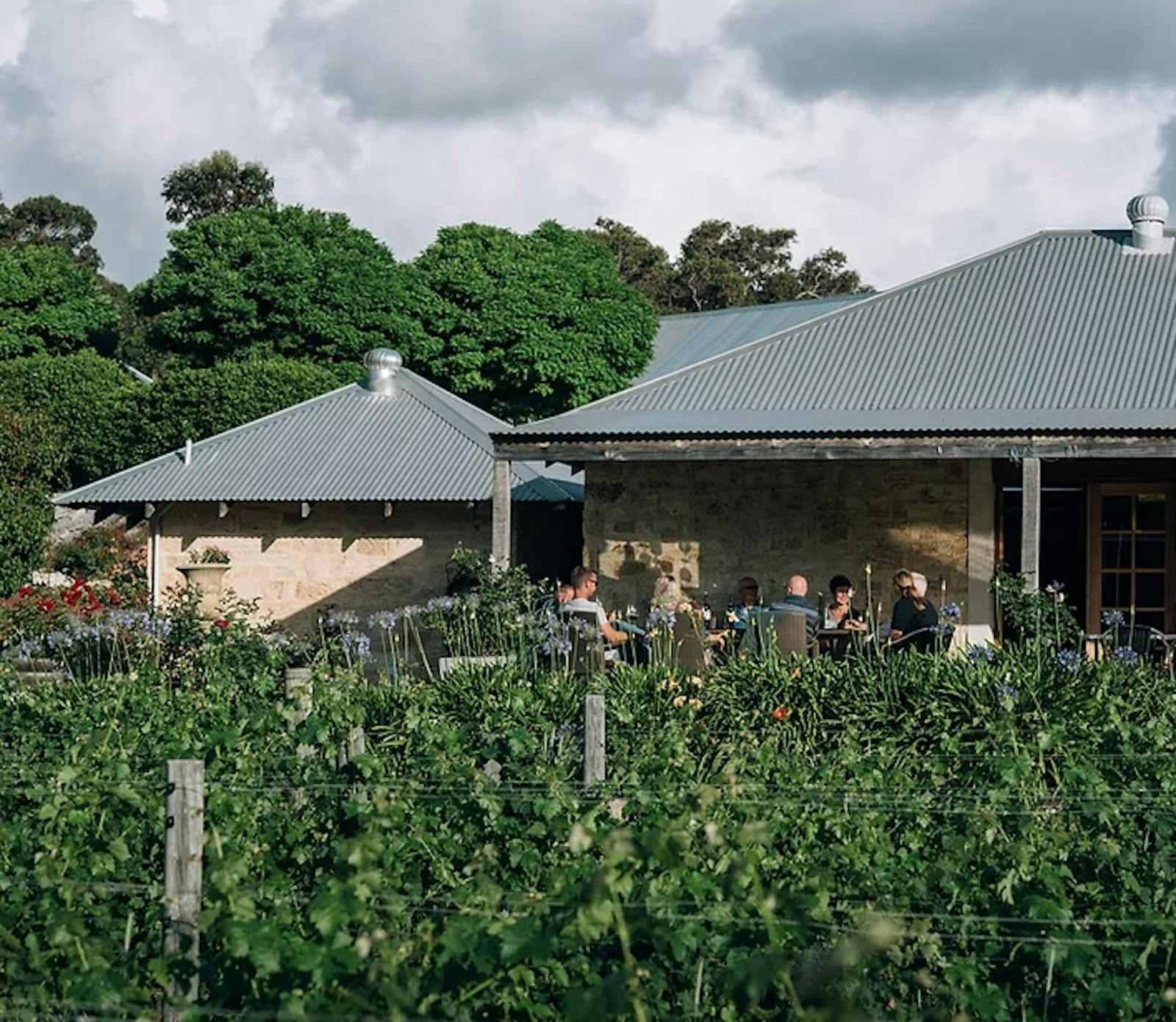Cape Naturaliste Vineyard