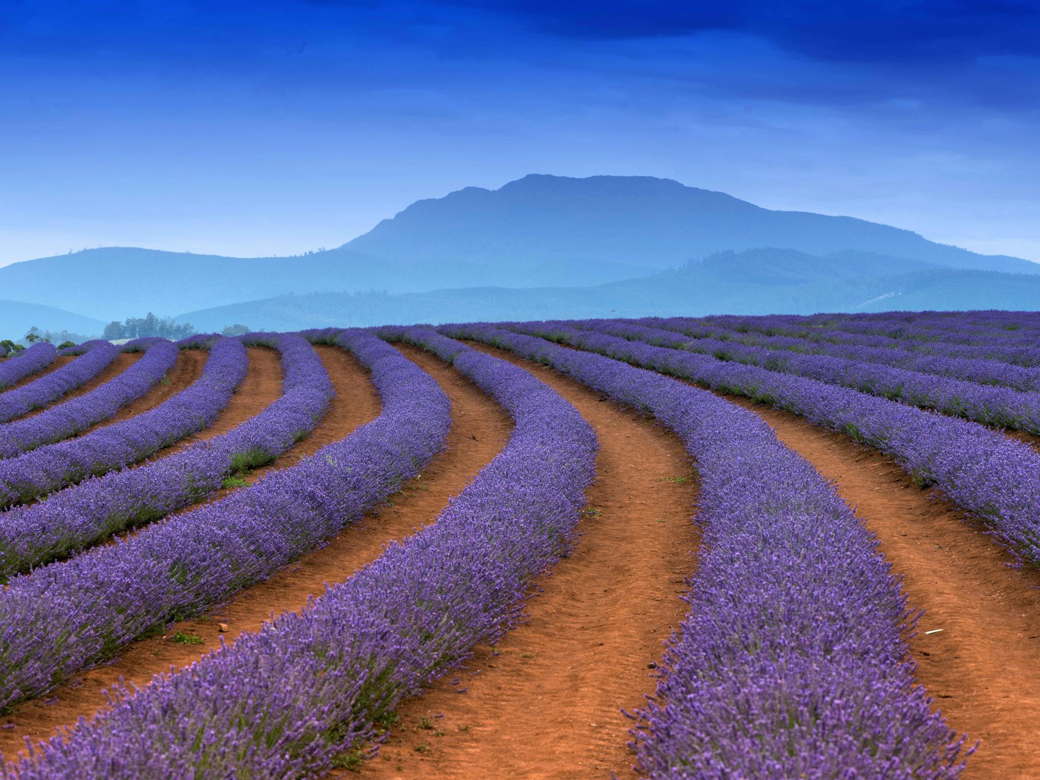 The early January view of the flowers in bloom against Mount Arthur.