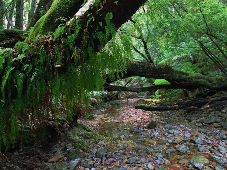 Pinkwood Creek, Deua National Park