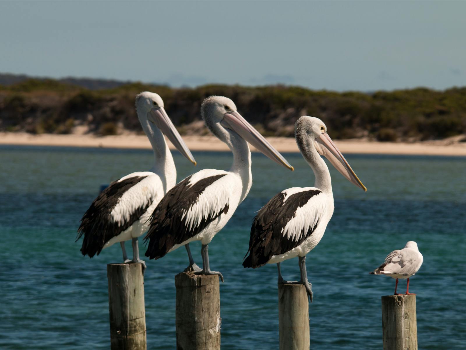 3 pelicans & 1 seagull on posts