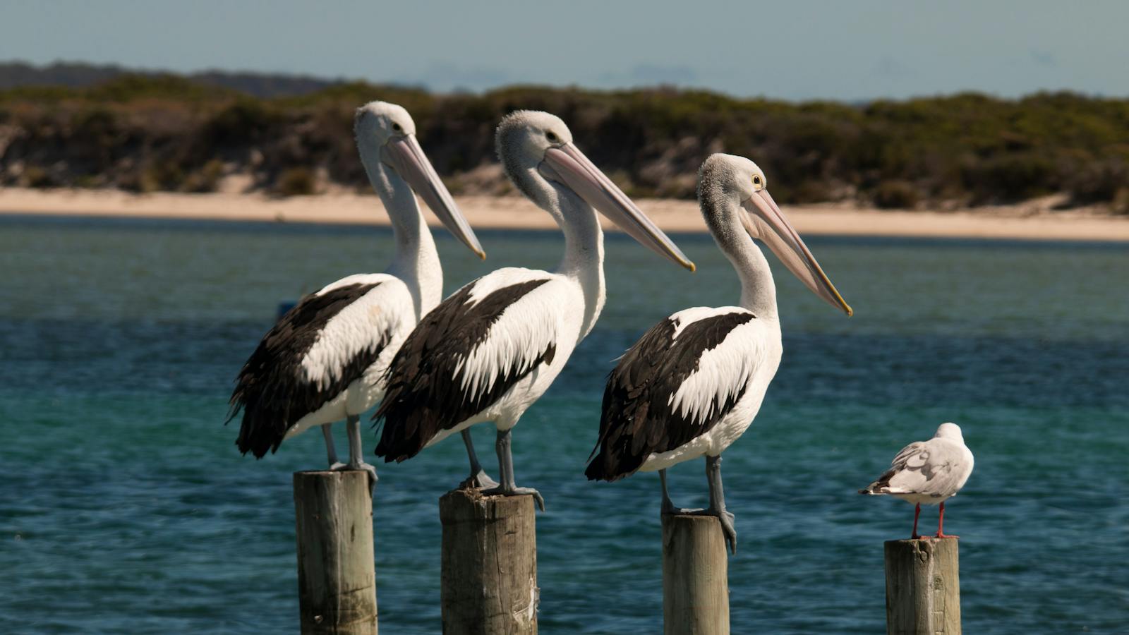 3 pelicans & 1 seagull on posts