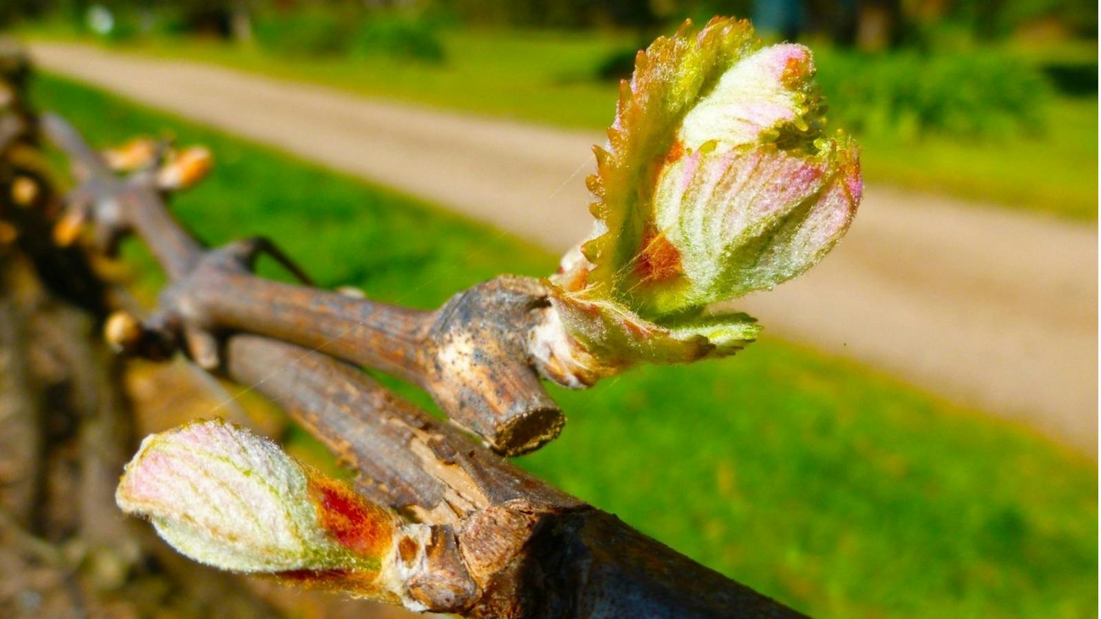 A biodynamic vineyard - no herbicides or pesticides produce healthy vines