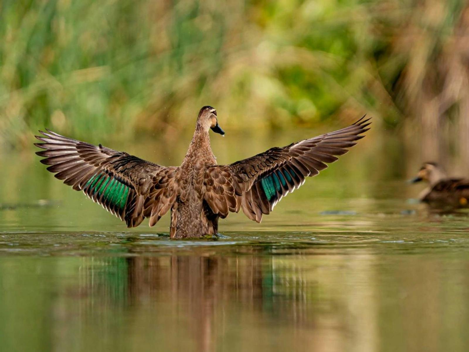 Private Guided Bird Photography Tour of Laratinga Wetlands