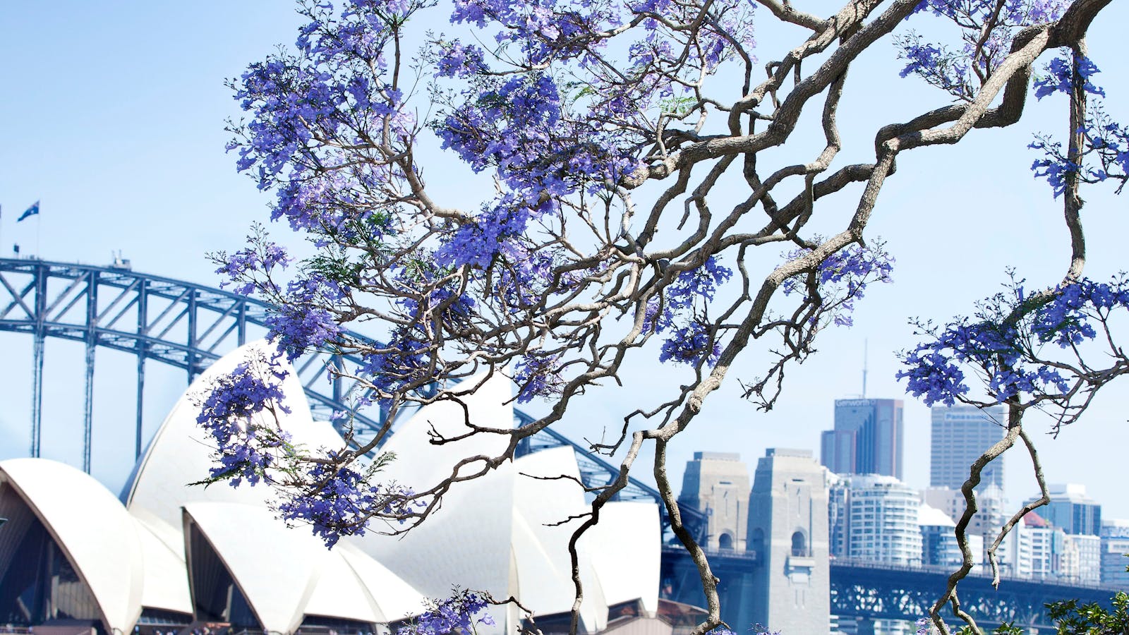 Royal Botanic Garden and the Domain