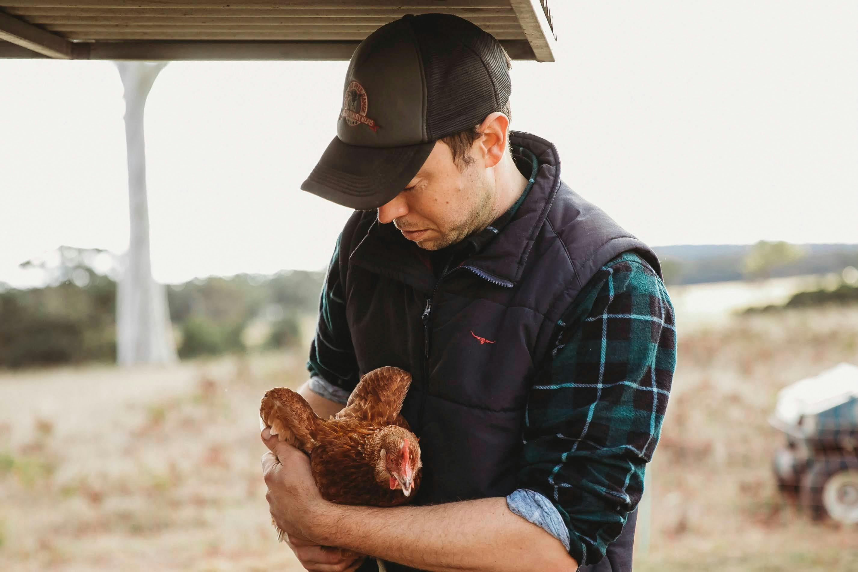 Meet our happy hens
