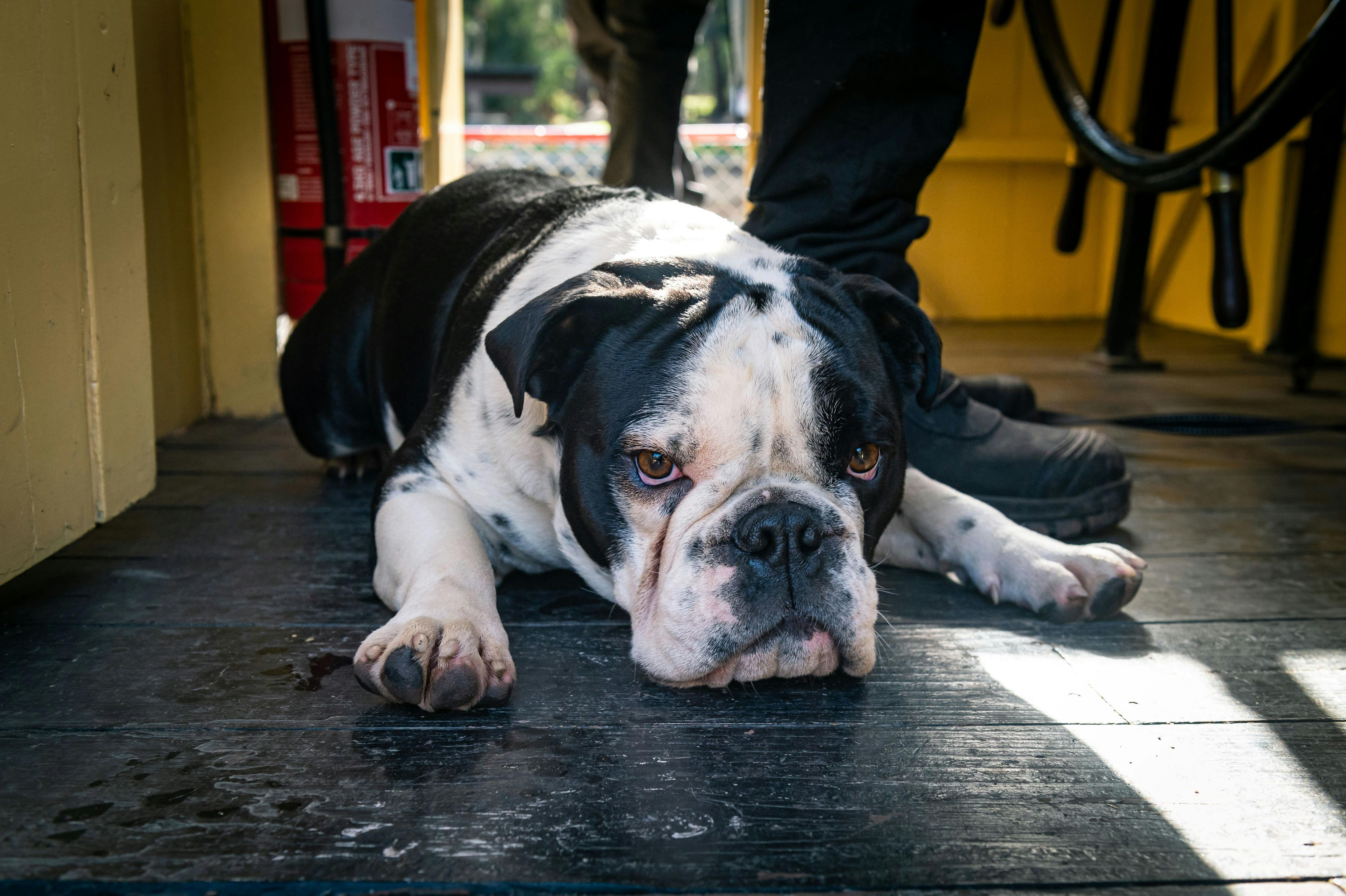 dog friendly on PS Pevensey