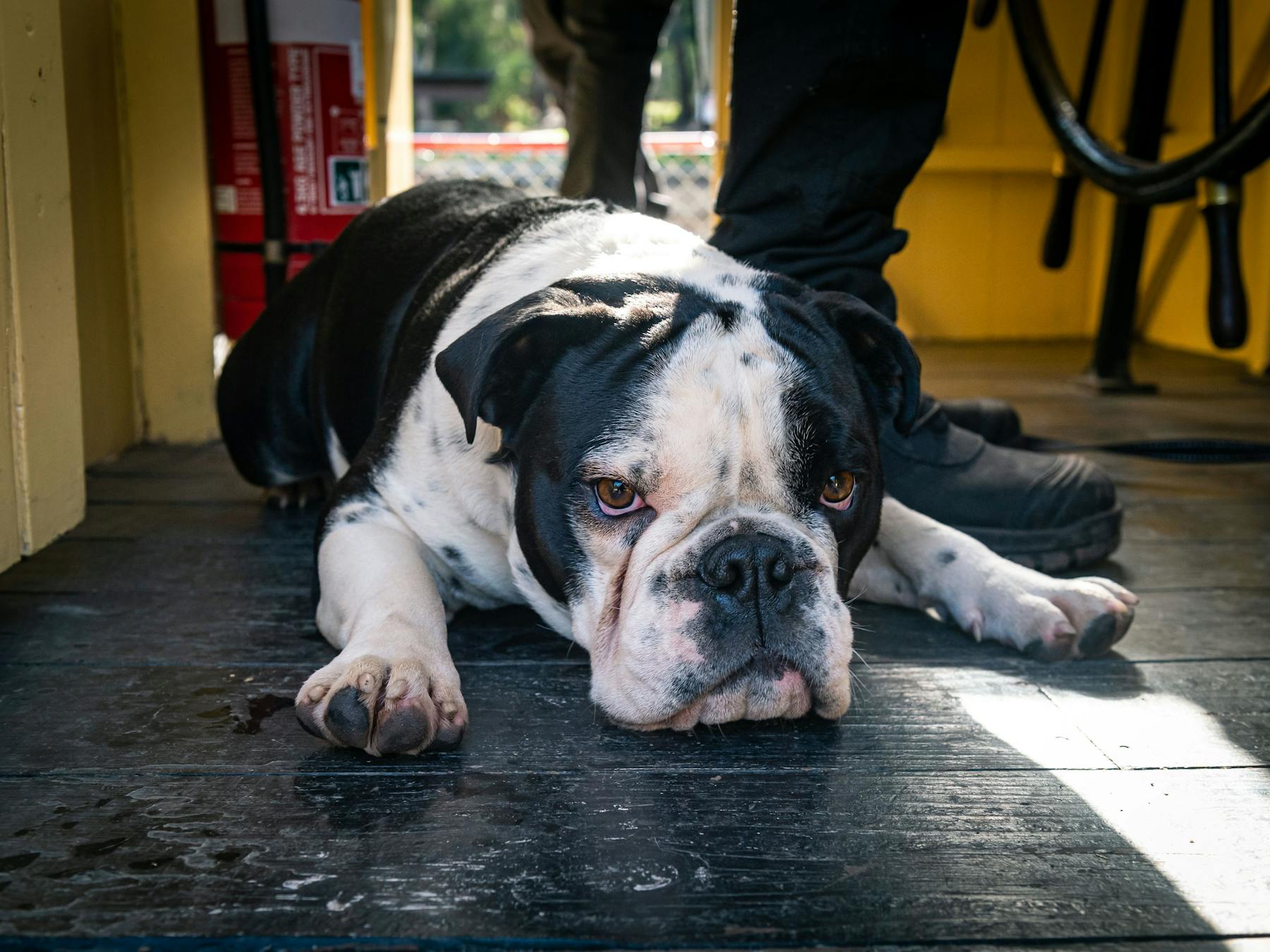 dog friendly on PS Pevensey