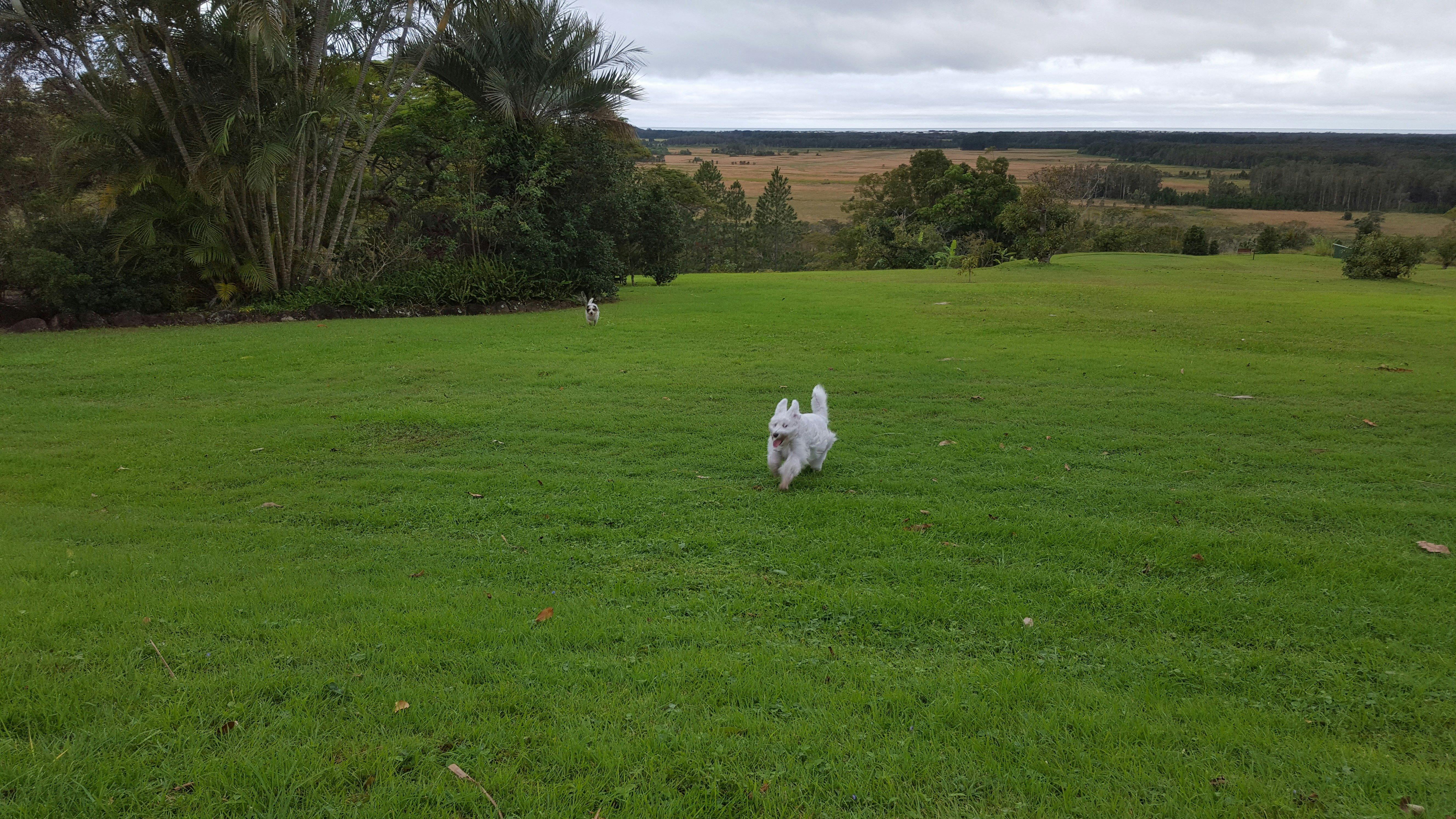 Open spaces for pets to enjoy