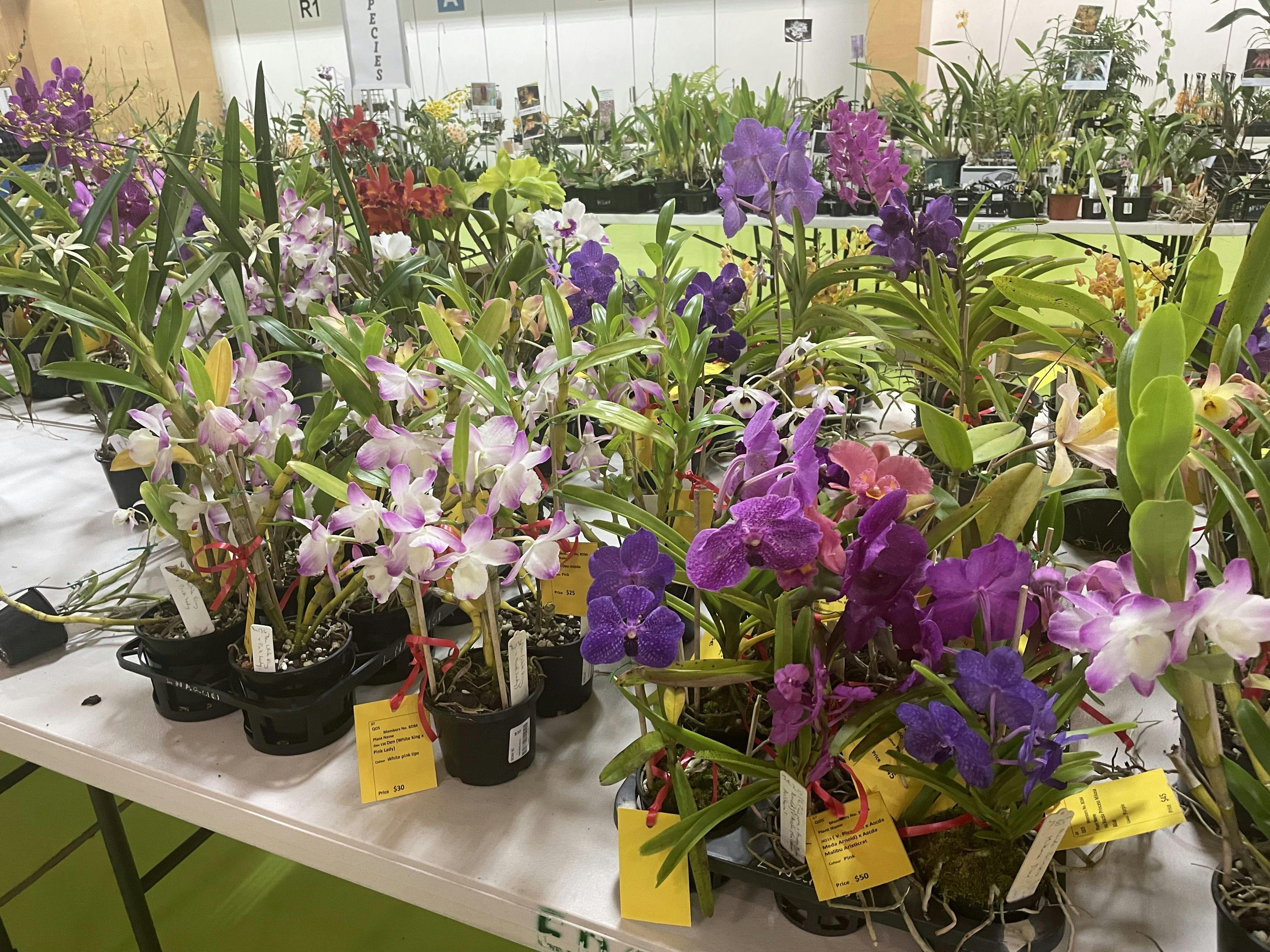 Plant Sales last show No2