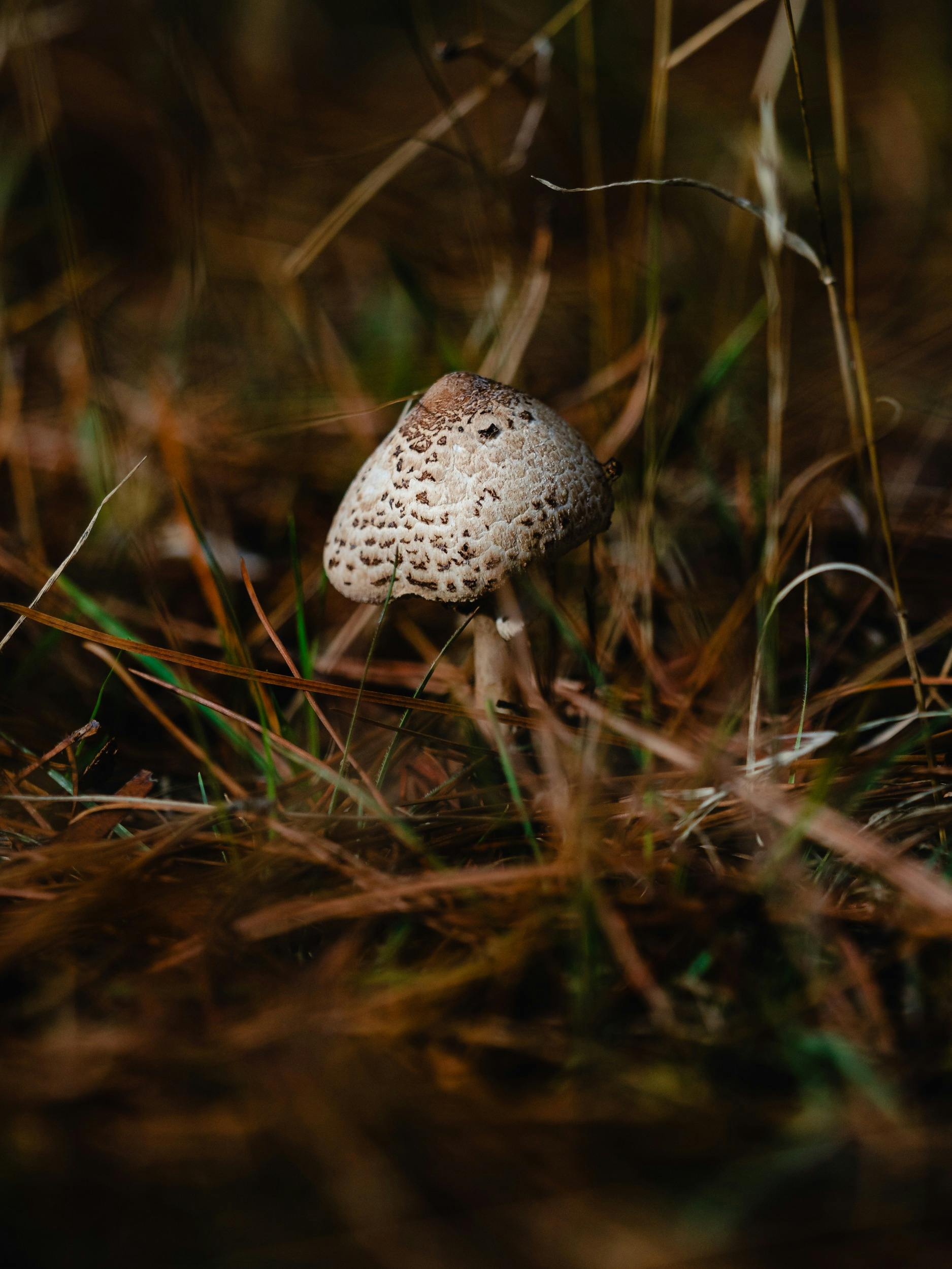 A mushroom in bracken
